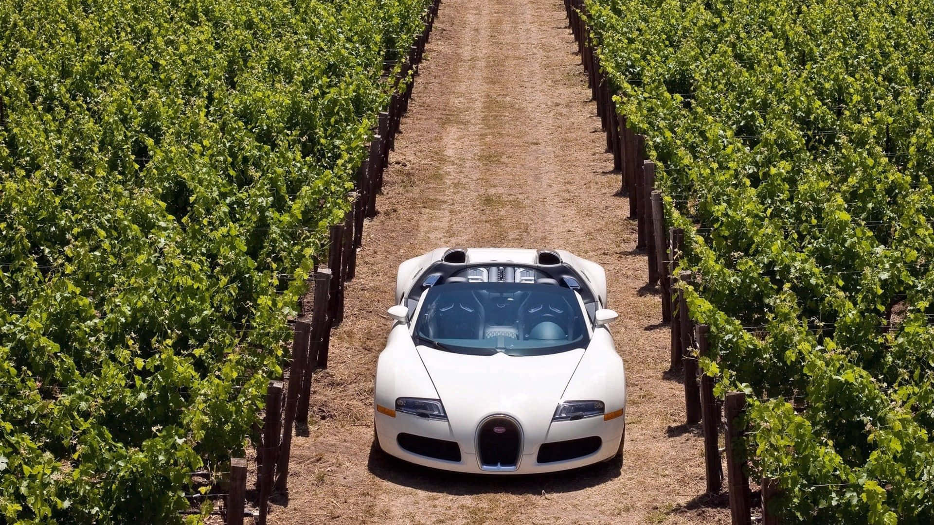 Bugatti Veyron 桌布 壁紙 — 一輛白色Bugatti Veyron敞篷車在陽光明媚的泥土路上行駛，兩旁是茂密的綠色葡萄藤。