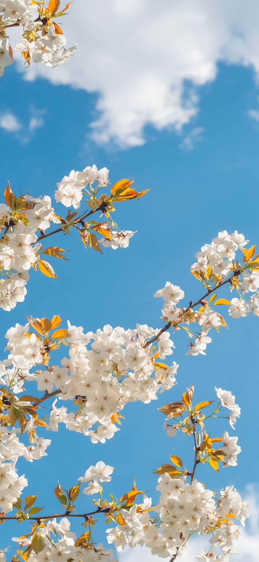 壁紙 — 白色櫻花帶有黃葉點綴，襯托著晴朗藍天和蓬鬆白雲。