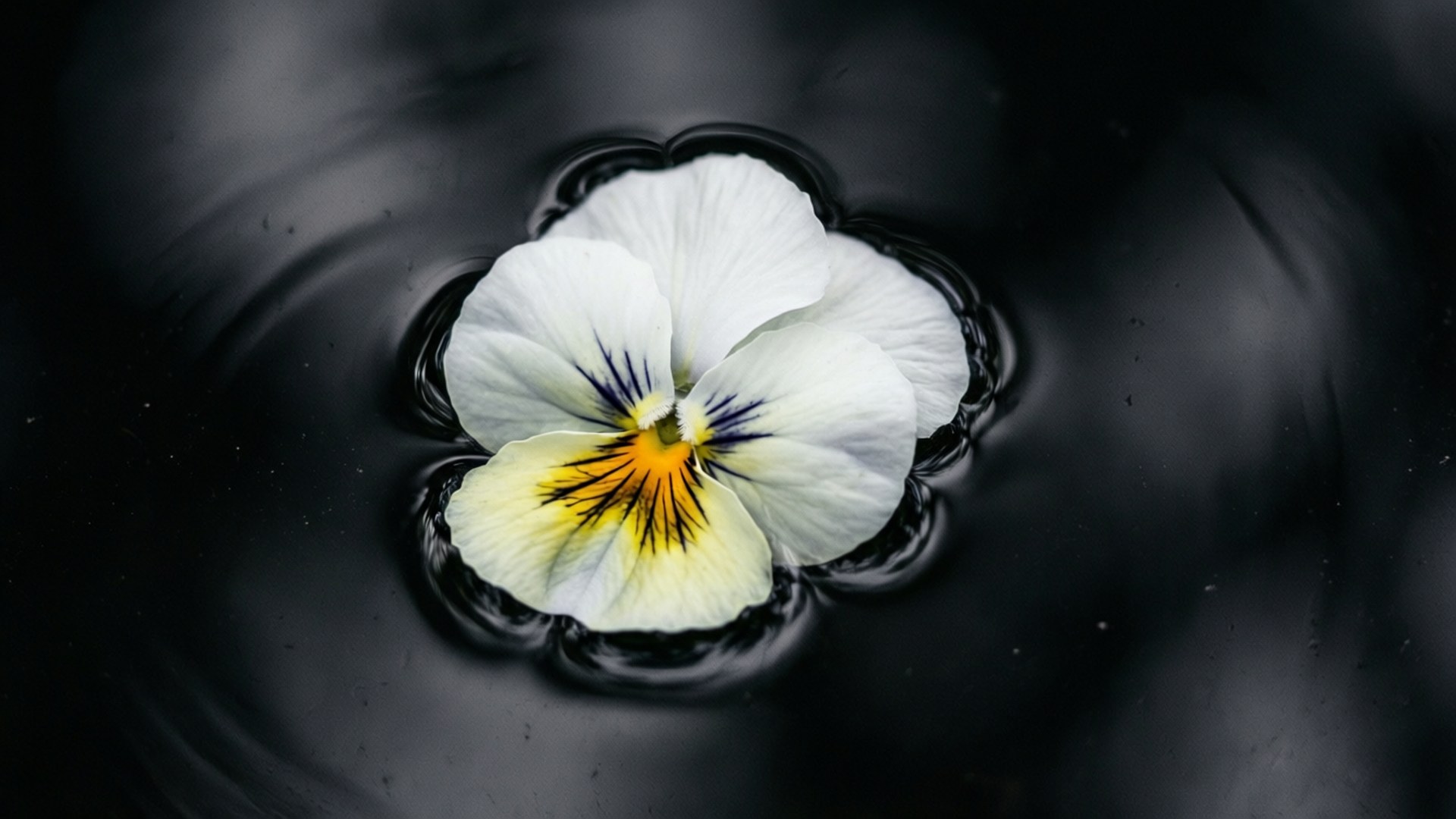 White Pansy Floating 壁紙 — 一朵白色三色堇，帶有黃色和紫色中心，漂浮在黑暗的漣漪水面上，形成同心圓。
