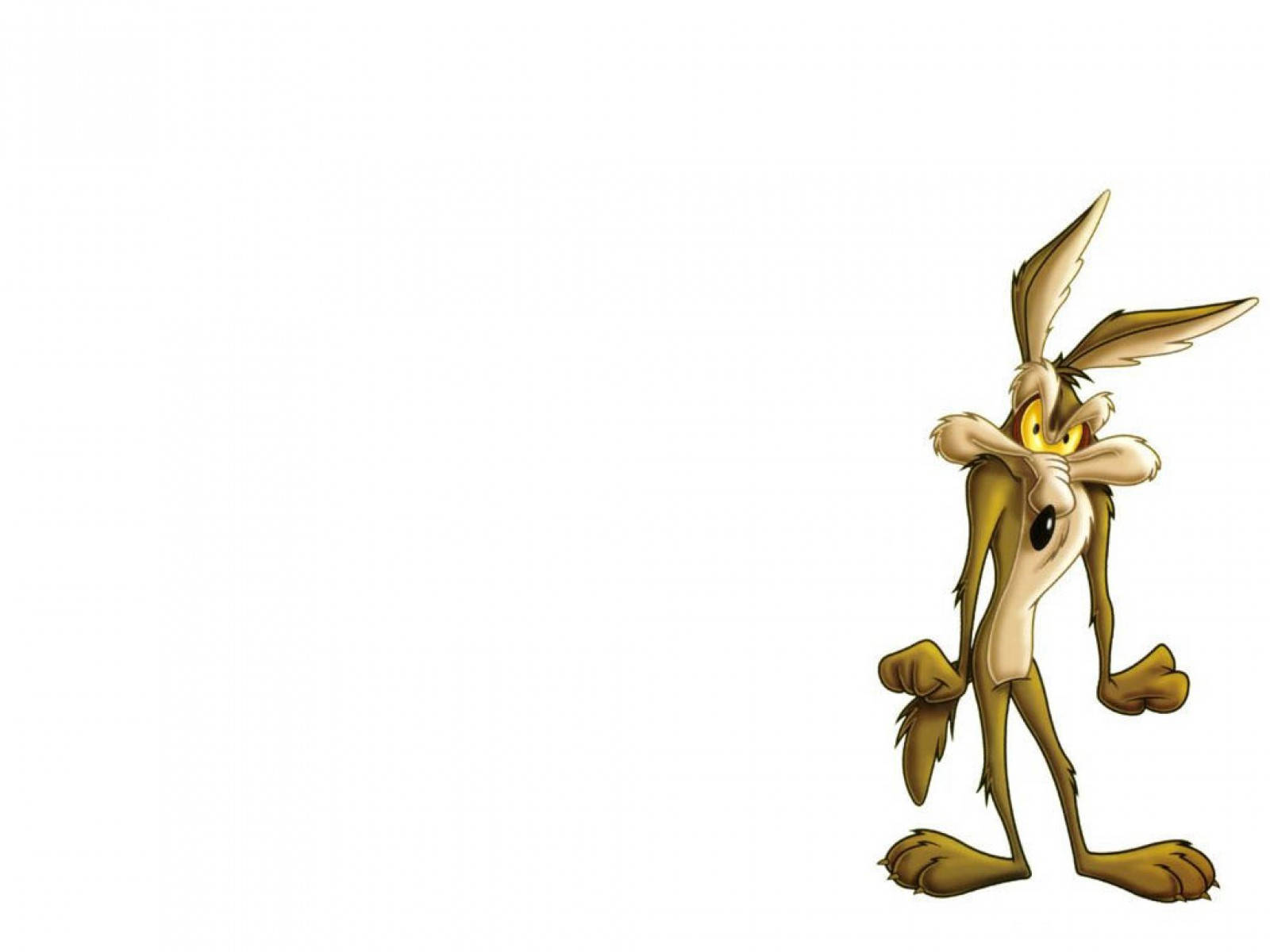 Wile E Coyote 桌布 壁紙 — Wile E. Coyote 獨自站在純白背景前，表情沮喪，雙臂交叉。
