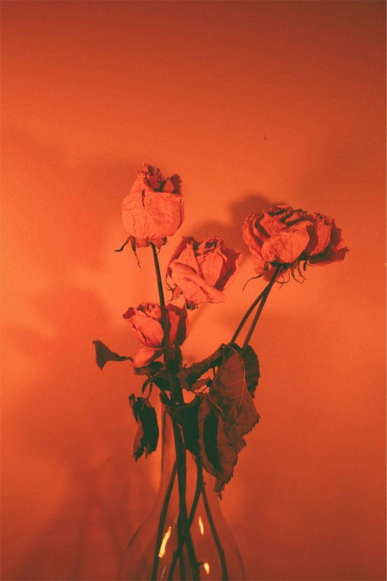玻璃花瓶中的枯萎玫瑰，背景為溫暖的橙色。 — Pastel 壁紙