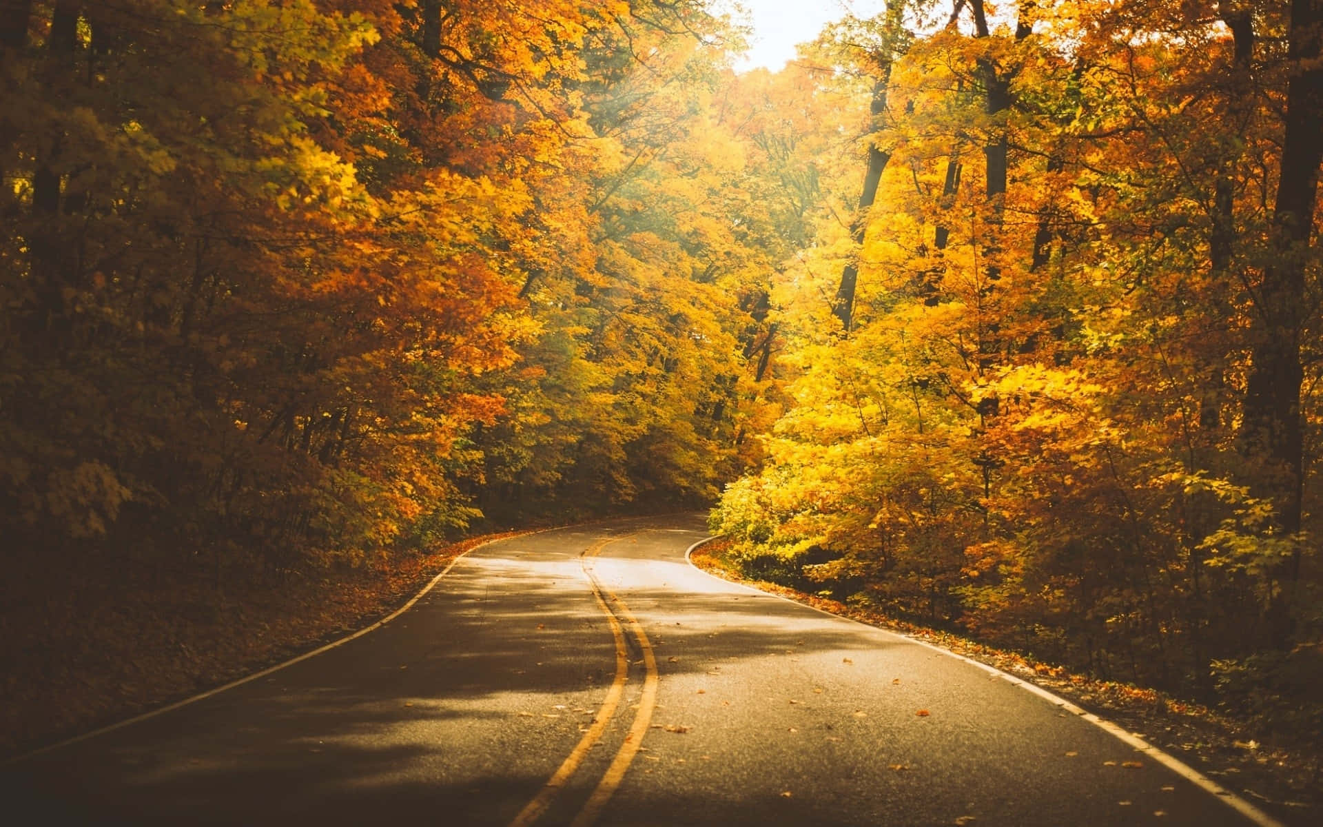  壁紙 — 一條蜿蜒的道路穿過一片茂密的森林，森林裡金黃色的秋葉如火般燃燒，陽光透過樹冠灑落下來。