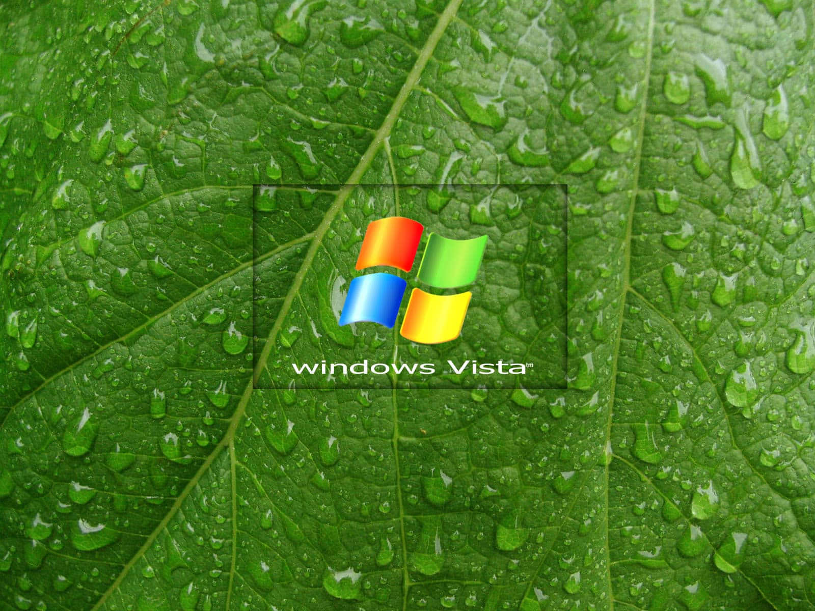 Windows Vista 標誌在一片帶有水珠的濕綠色葉子上。 — Windows Vista 動態圖片 壁紙