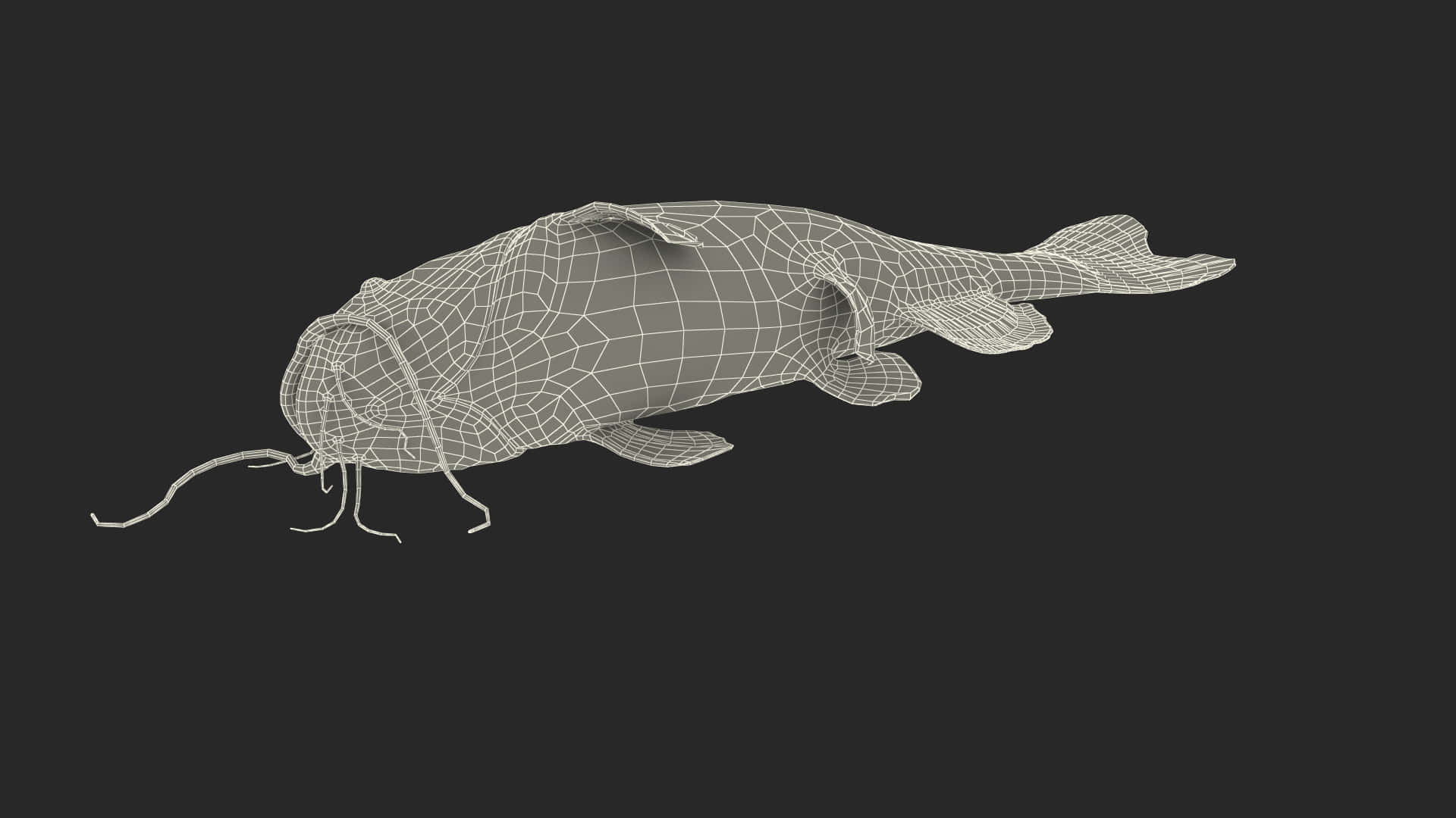  壁紙 — 以白色線條在深色背景上渲染的鯰魚線框3D模型。