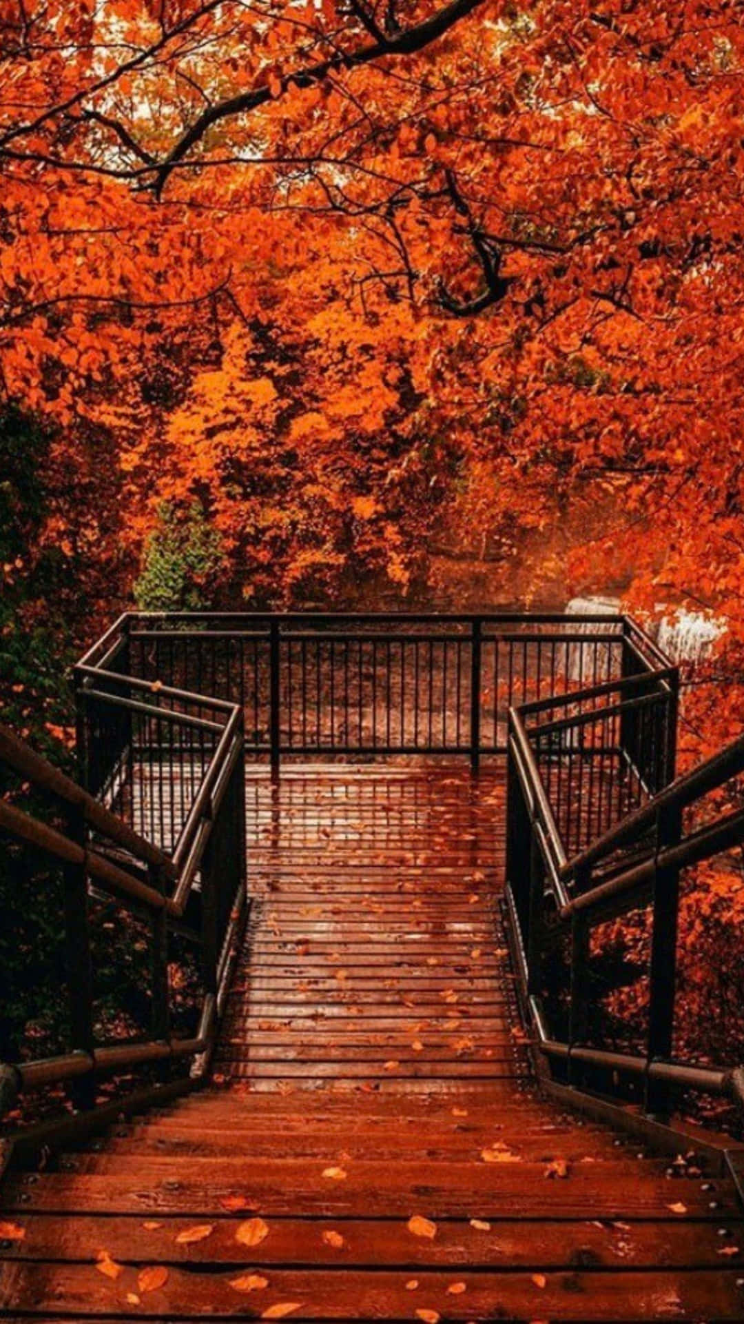  壁紙 — 在黑暗的天空下，一道木樓梯穿過火紅的橙色秋葉樹冠向上延伸。