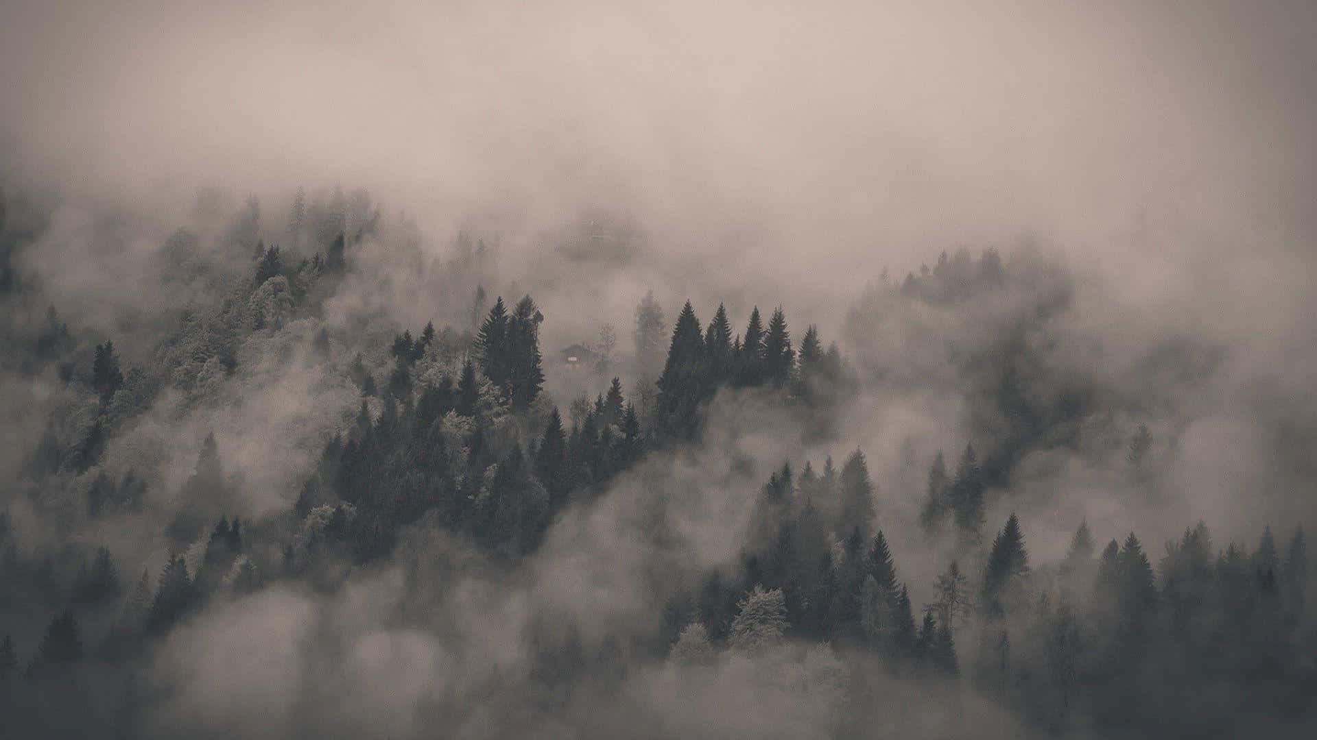  壁紙 — 霧氣籠罩的森林山峰在灰濛濛的天空下從翻騰的霧中浮現。