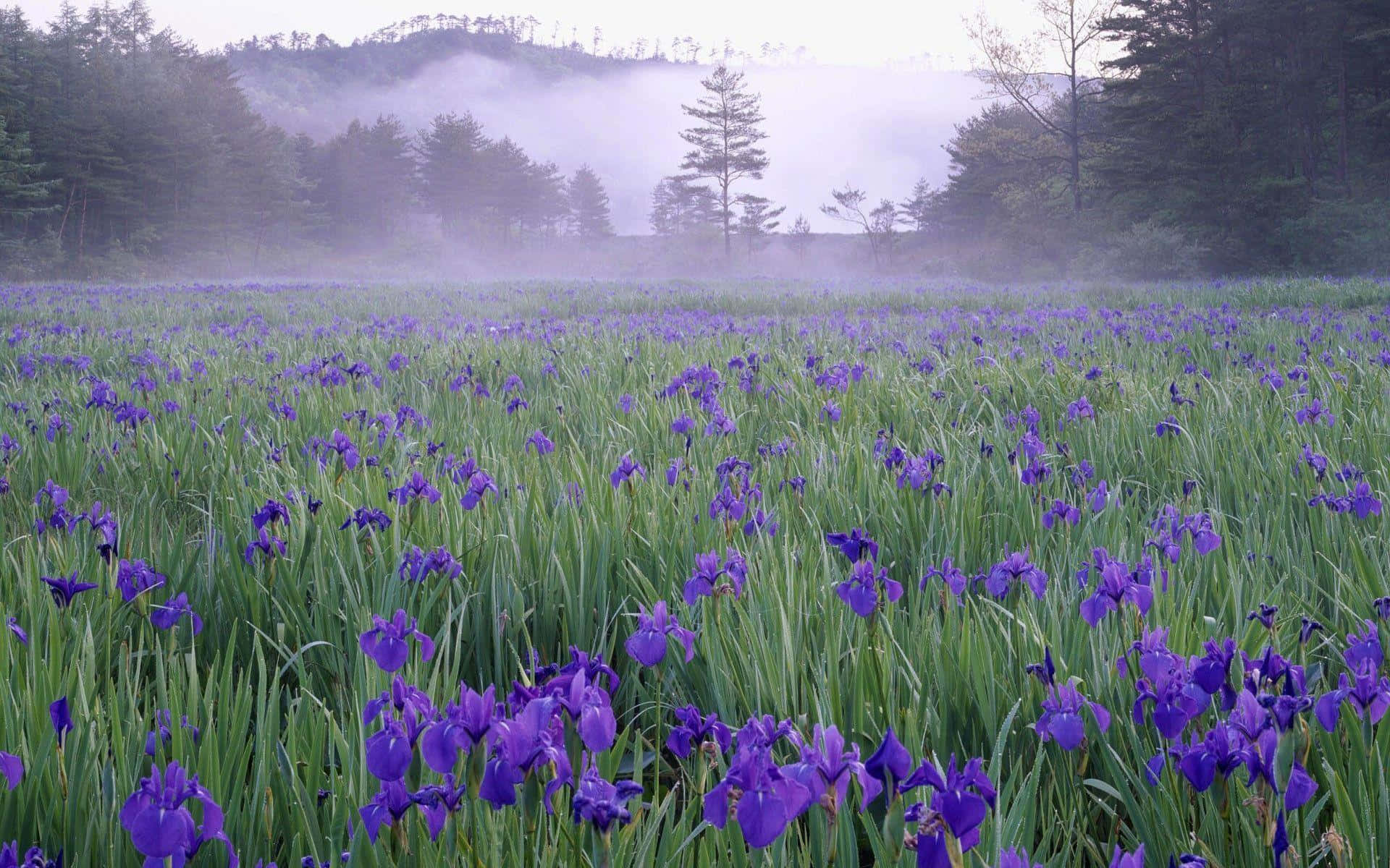  壁紙 — 霧氣瀰漫的黎明田野中，鮮豔的紫色鳶尾花在高高的綠草間輕輕搖曳，樹木繁茂的山丘逐漸消失在柔和的霧氣中。