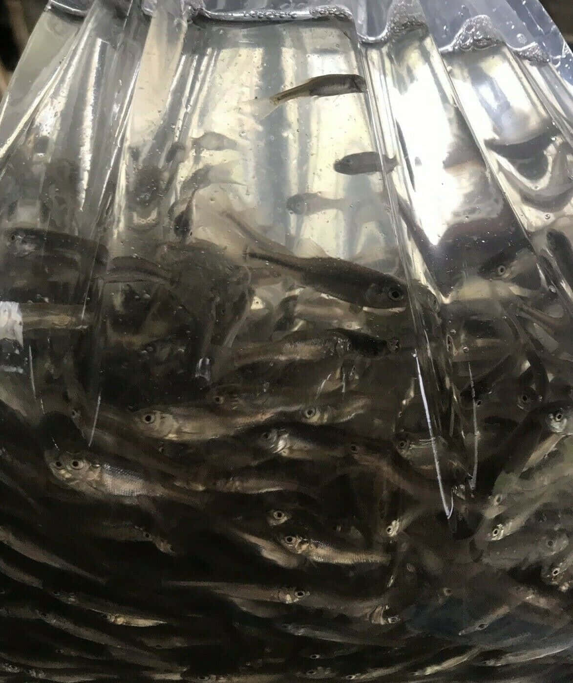  壁紙 — 細小的銀色魚群密集地游動在一個裝滿水的透明塑膠袋中。