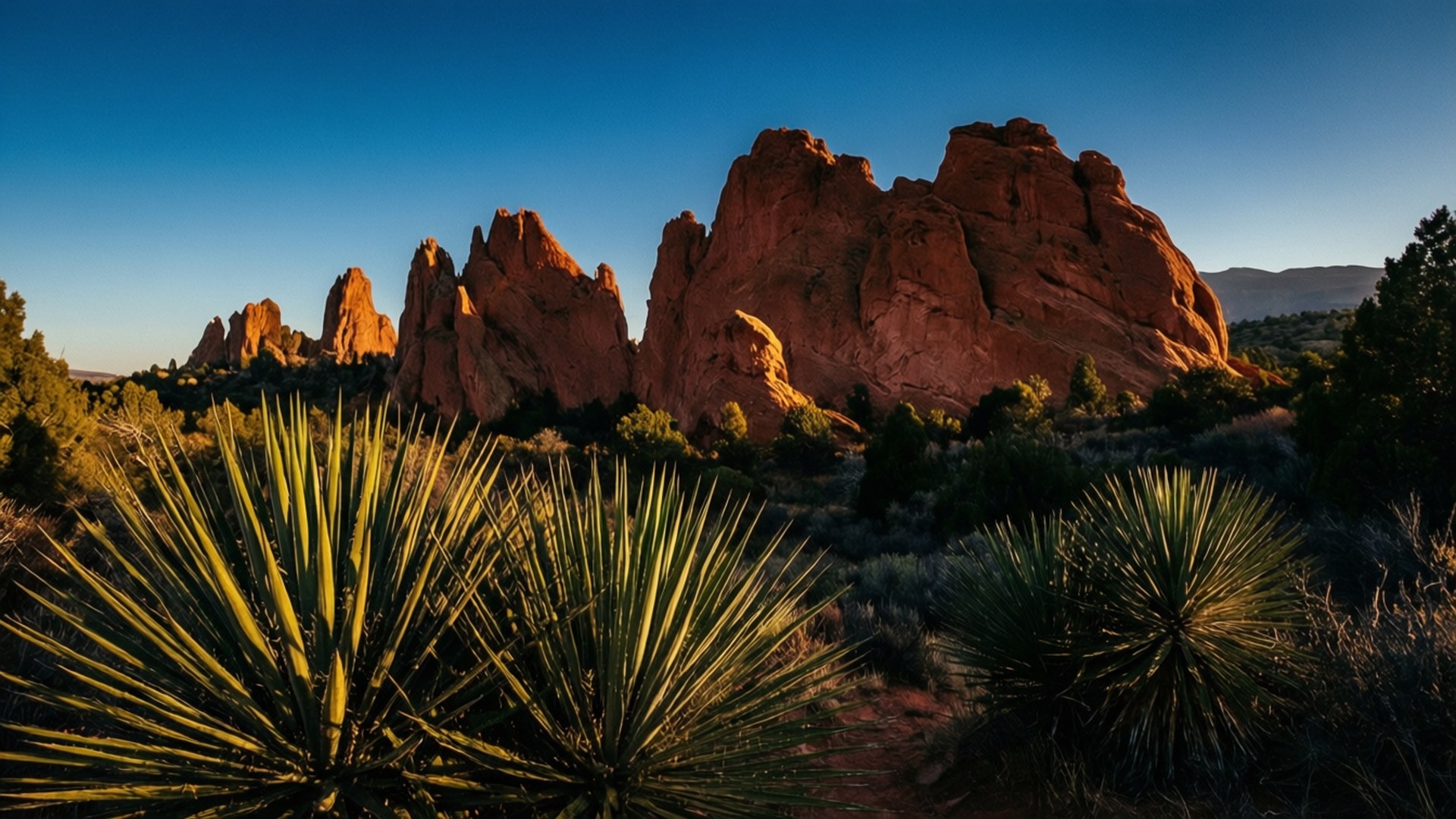 Garden of the Gods Golden Hour 壁紙 — 夕陽將紅色砂岩鰭狀岩和尖銳的絲蘭植物沐浴在溫暖的金色光芒中，映襯著深藍色的天空。
