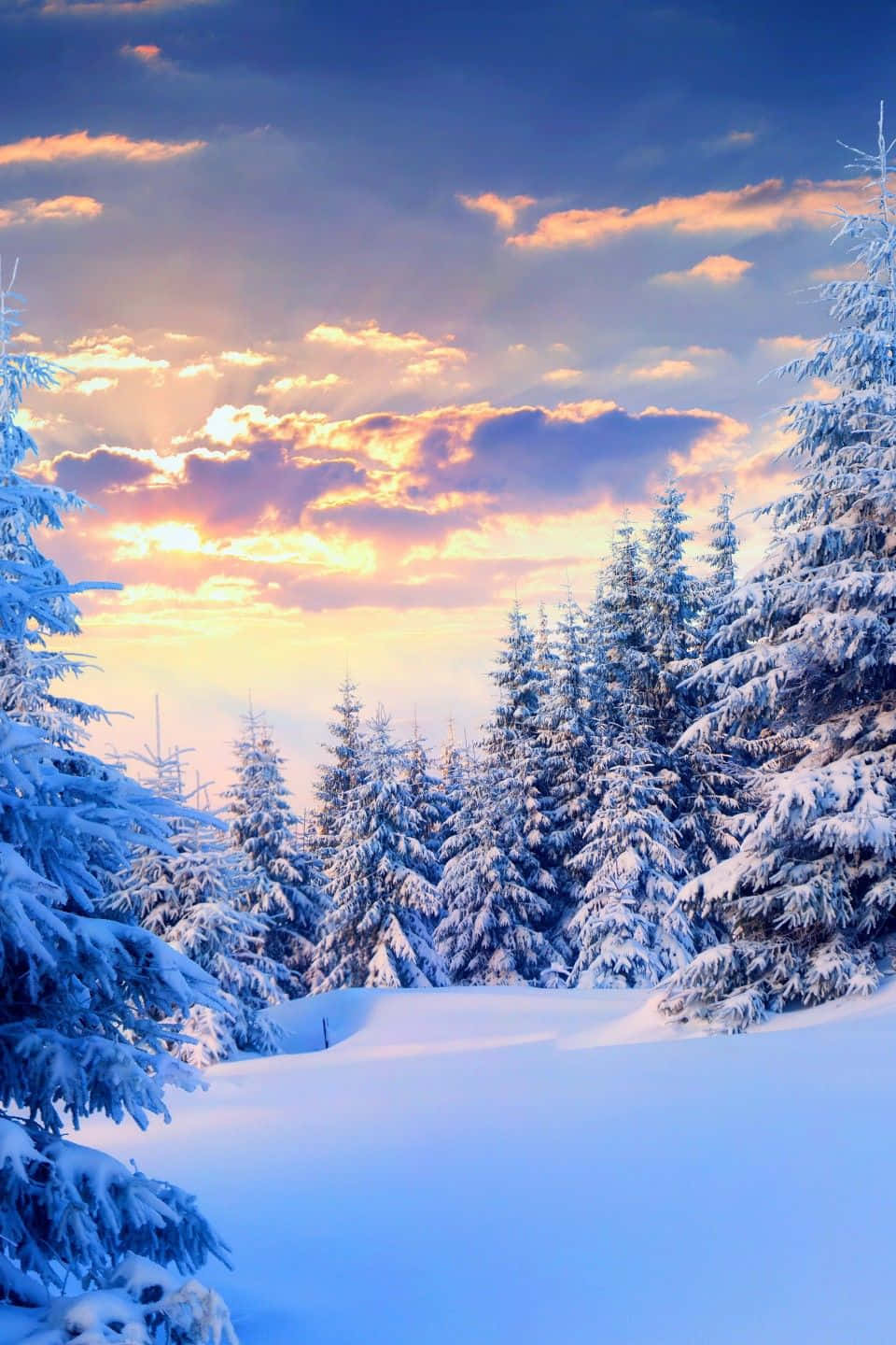  壁紙 — 夕陽將積雪的松樹染成溫暖的金色，映襯著帶有柔軟雲朵的清涼藍天。