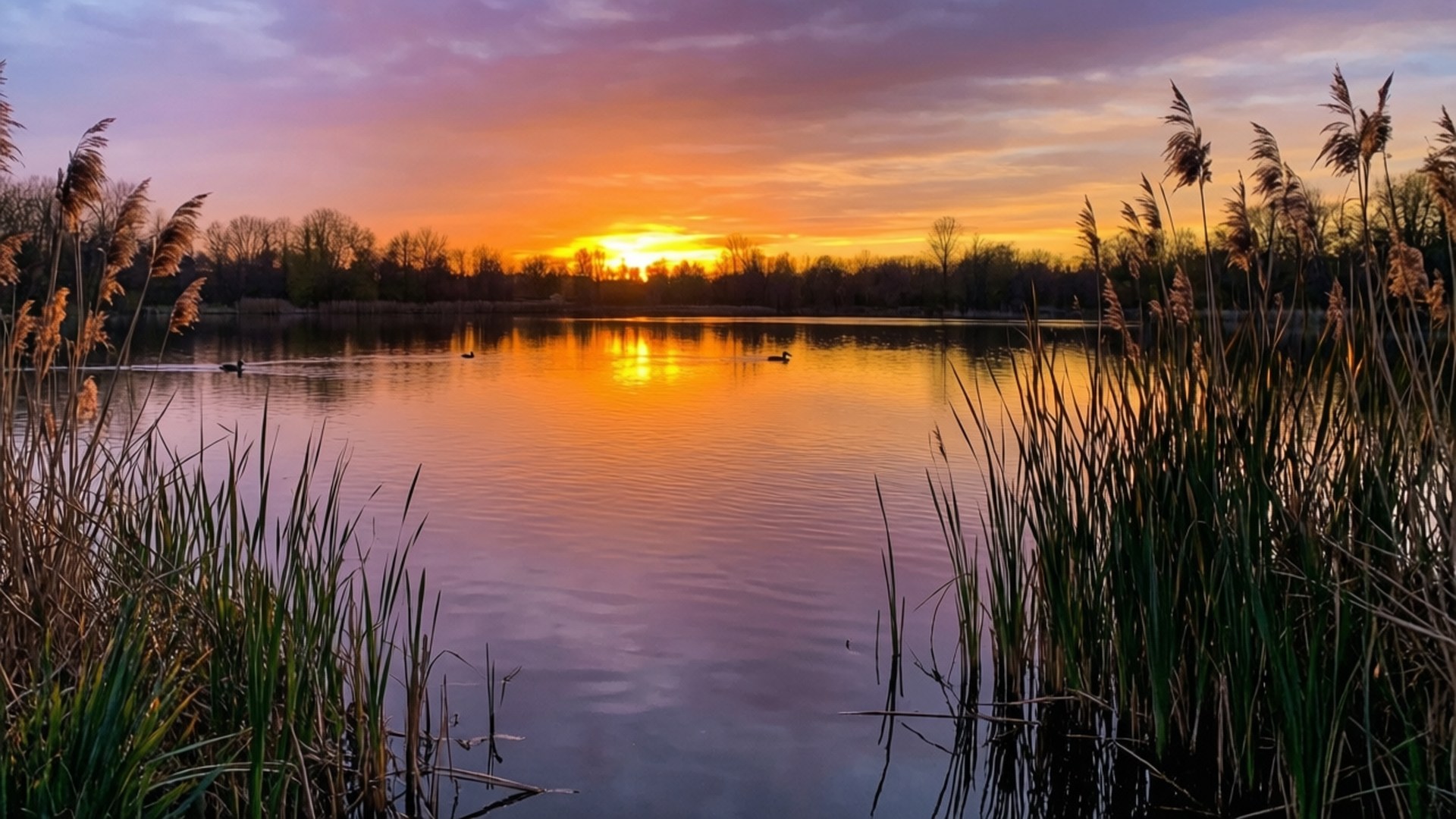 Tranquil Lake Sunset 壁紙 — 夕陽將天空染成橙色和紫色，鴨子在平靜的湖面上滑行，湖邊環繞著高高的蘆葦。