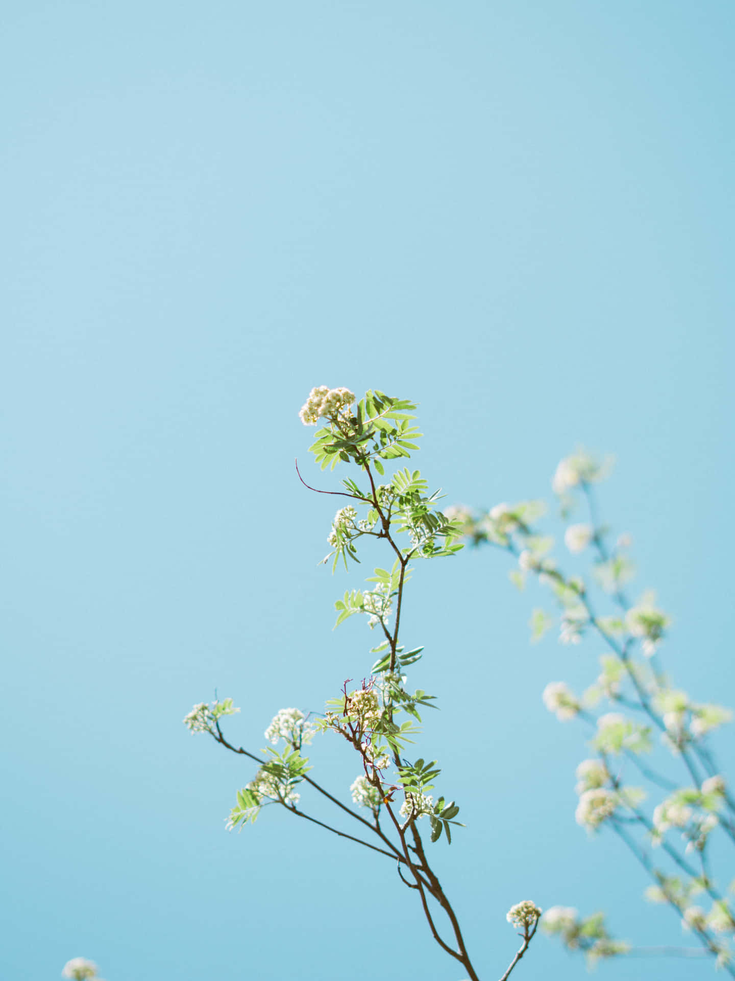 開花的枝條，帶有白花和綠葉，映襯著清澈的藍天。 — Google 壁紙