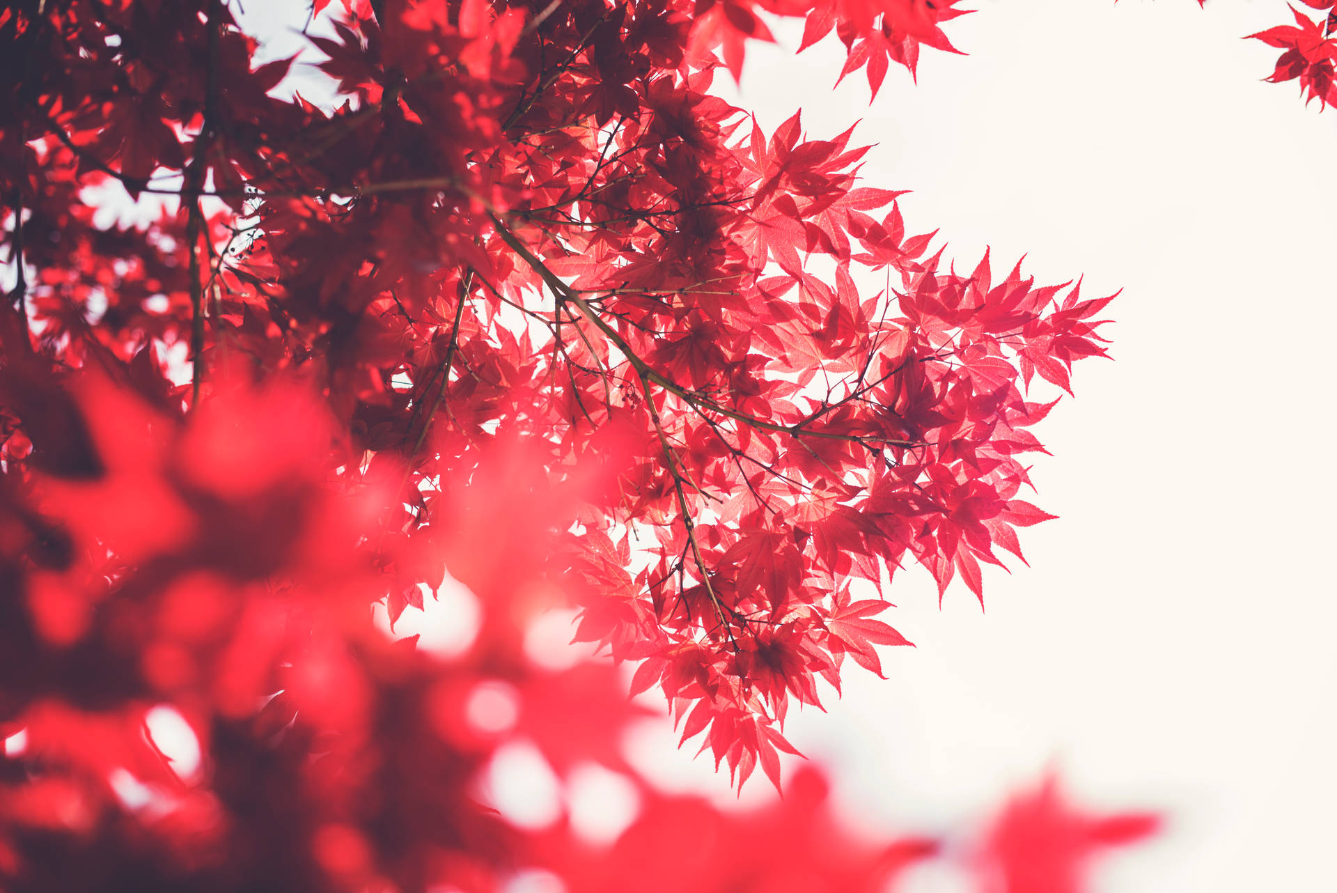 秋天鮮紅的楓葉，背景柔和的散景。 — 日式自然壁紙 壁紙