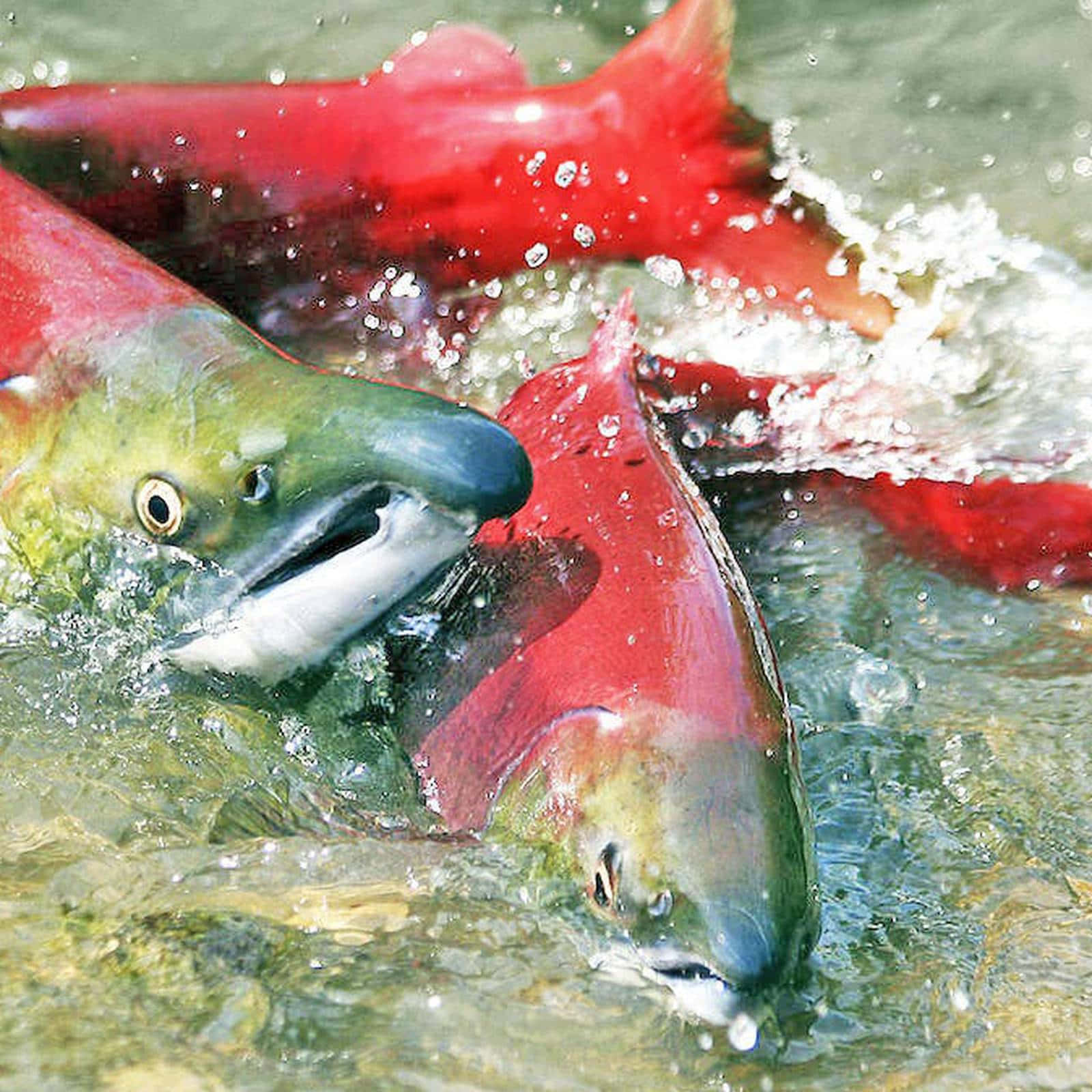  壁紙 — 鮮紅的鮭魚在清澈的水中跳躍，在它們強壯的身體周圍產生動態的水花和閃閃發光的水滴。
