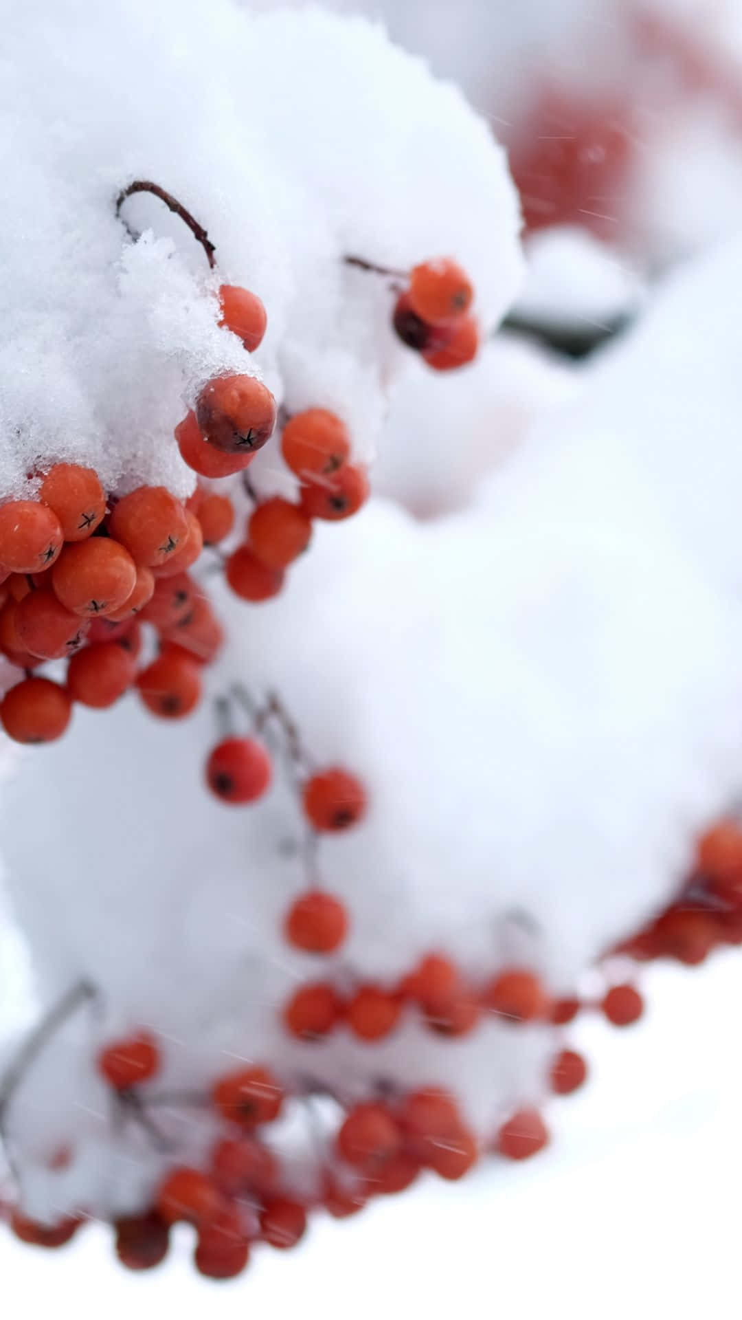 Winter Berries 桌布 壁紙 — 鮮紅的漿果依附在積雪的樹枝上，呈現清晰的冬日特寫。