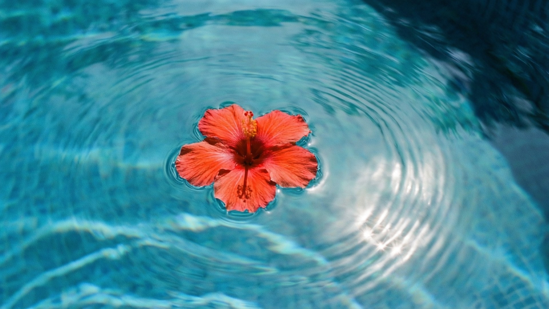 Pool Hibiscus Float 壁紙 — 一朵鮮紅色的芙蓉花在清澈的碧綠水上靜靜漂浮，形成柔和的同心漣漪。