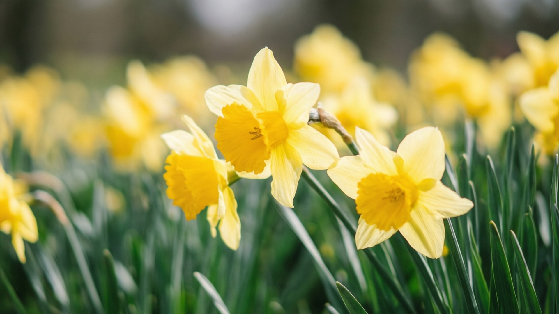 Dancing Daffodils 壁紙 — 鮮黃色的水仙花在柔和焦點下，襯著茂盛的綠色莖幹，在明亮的陽光下盛開。