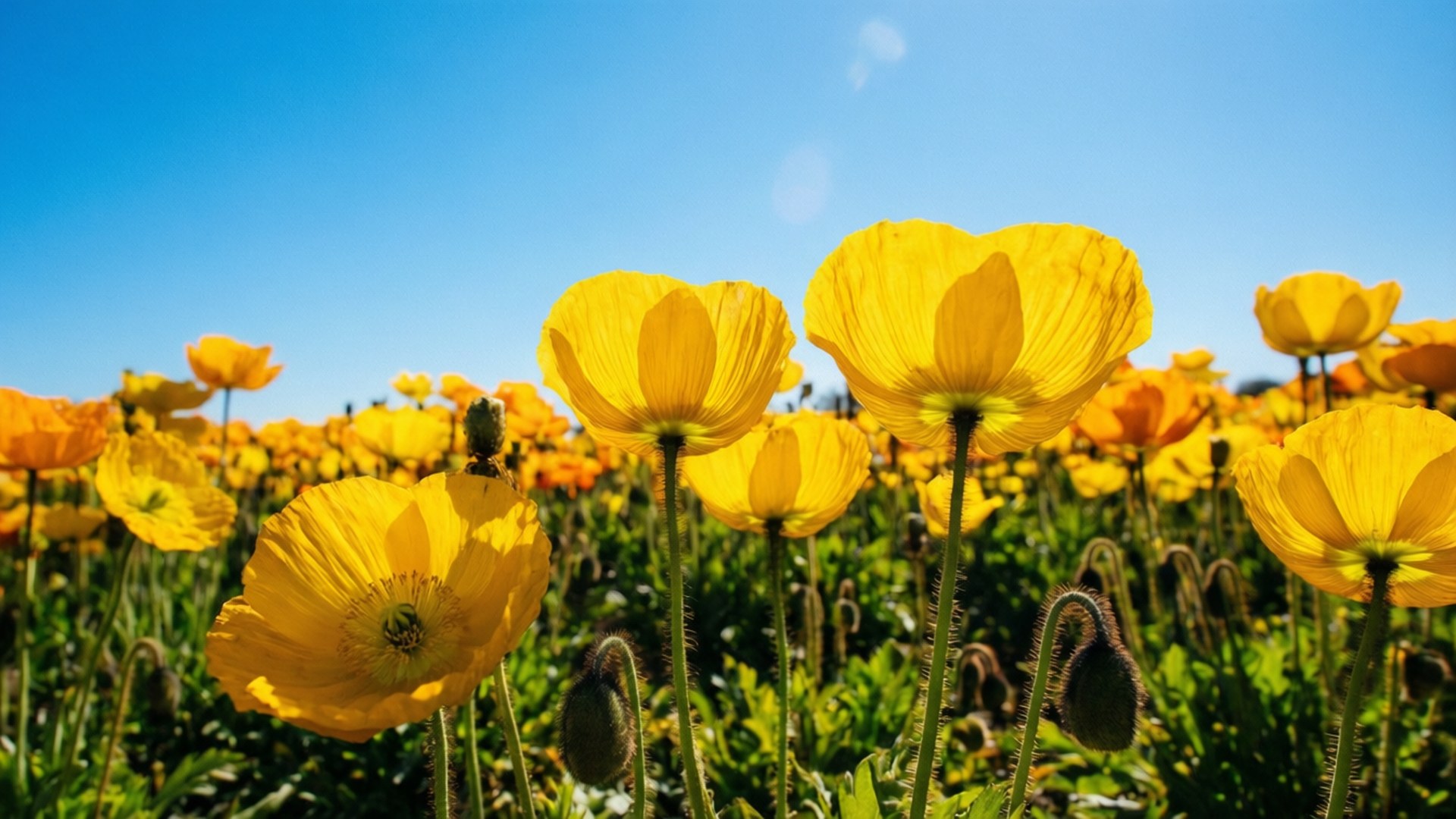 Iceland Poppies 壁紙 — 鮮黃色的罌粟花在陽光明媚的田野中盛開，藍天清澈，帶有鏡頭光暈。