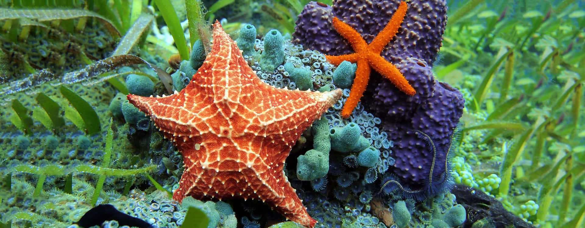  壁紙 — 鮮豔的橙色海星依附在紫色和藍綠色的海綿上，周圍是搖曳的綠色海藻，在清澈的海底景觀中。
