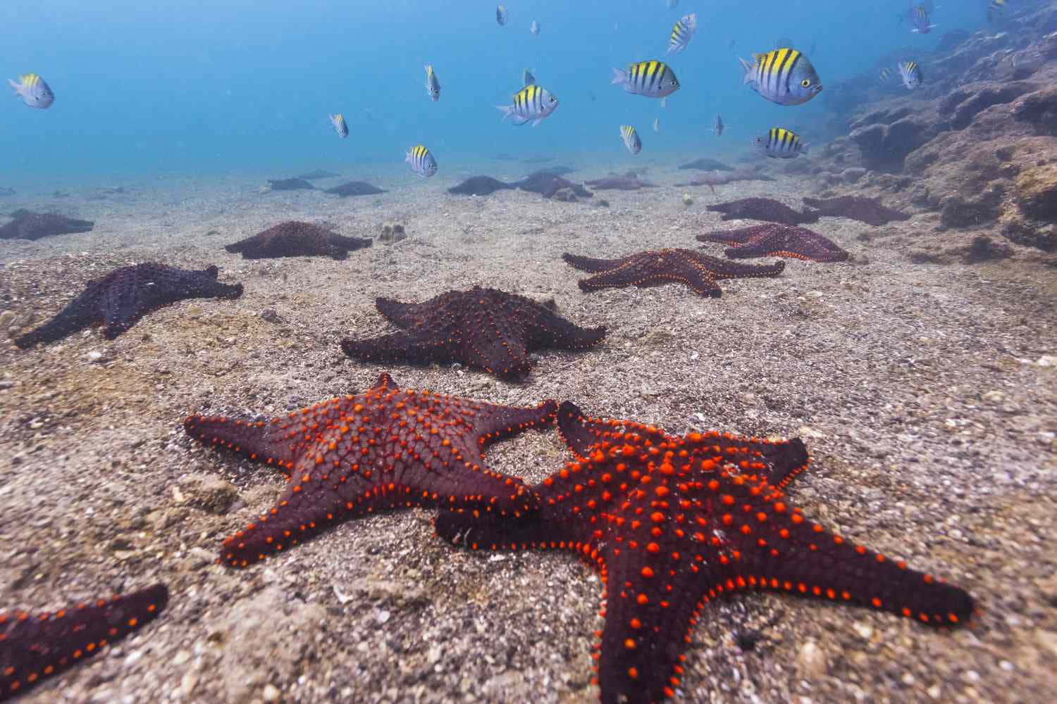  壁紙 — 鮮豔的橙色和黑色海星躺在沙質海床上，條紋魚在清澈的藍色水中游過。