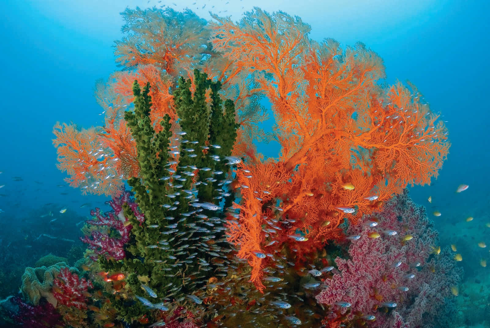 Under The Sea 桌布 壁紙 — 鮮豔的橙色和綠色珊瑚結構在水下發光，小魚群穿梭於其錯綜複雜的枝條之間。