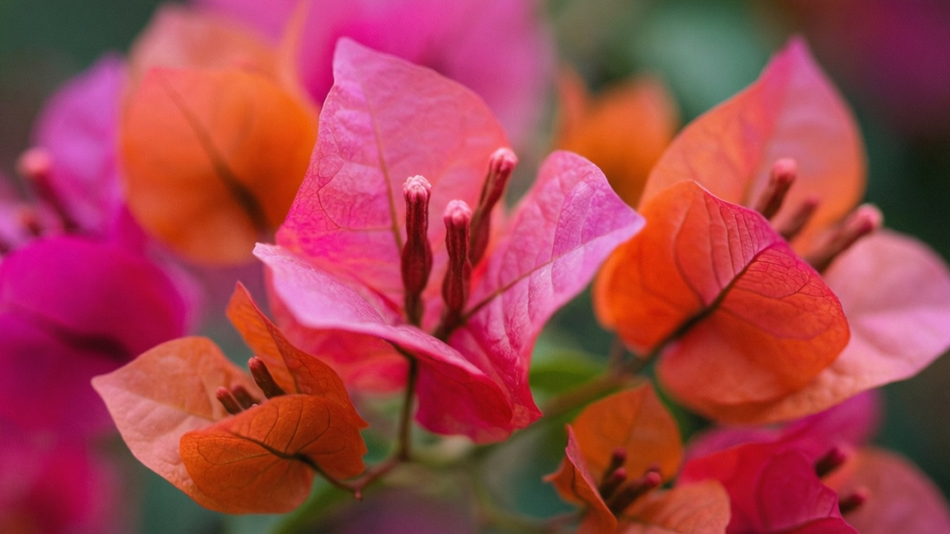 Impressionistic Bougainvillea Bokeh 壁紙 — 鮮豔的粉紅色和橙色九重葛苞片，帶有細膩的脈絡和微小的中央雄蕊，在柔和的模糊綠色背景下盛開。