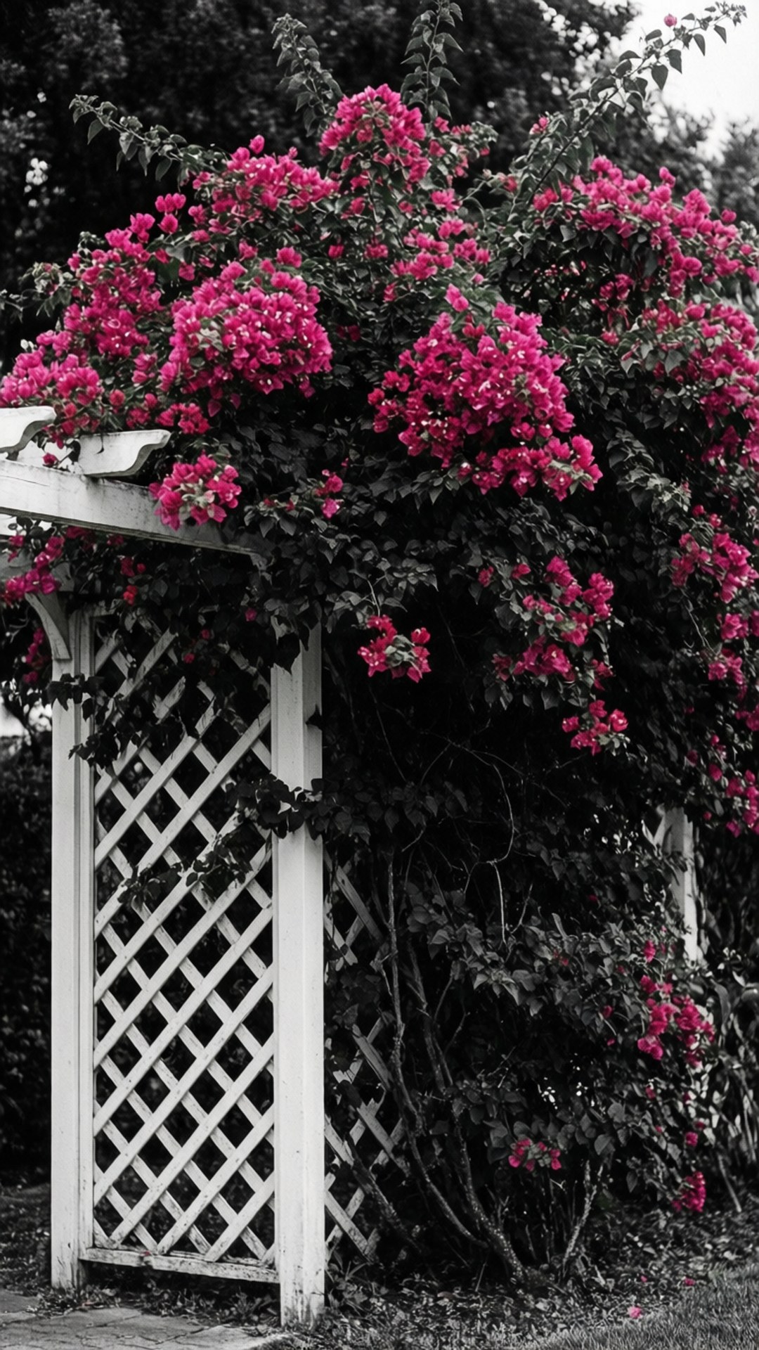Selective Color Bougainvillea 壁紙 — 鮮豔的粉紅色九重葛花朵在白色格子涼亭上層疊，背景是單色花園。