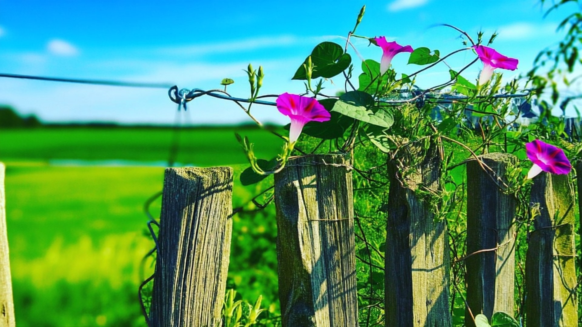 Rustic Fence Morning Glory 壁紙 — 鮮豔的粉紅色牽牛花攀爬在風化的木柵欄上，背景是明亮的藍天和翠綠的田野。