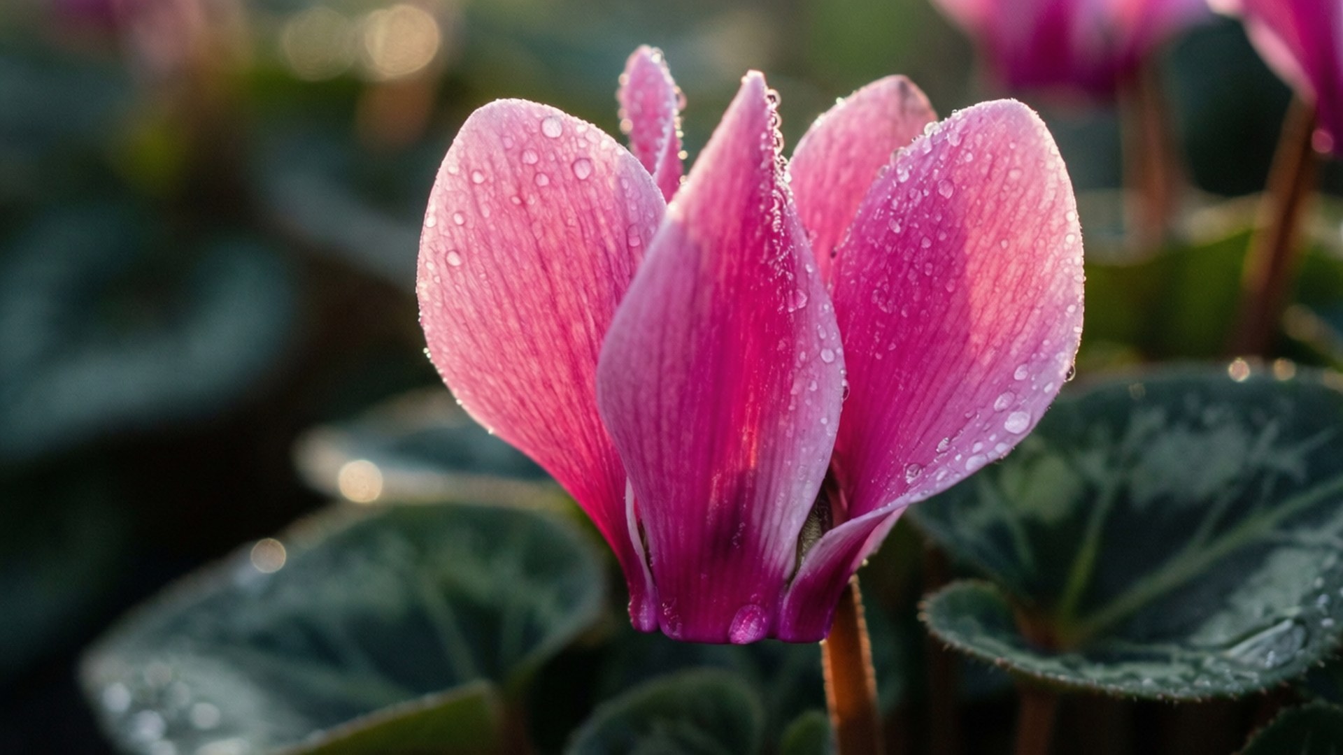Dewy Pink Cyclamen 壁紙 — 一朵鮮豔的粉紅色仙客來花在柔和模糊的綠色背景下閃爍著露珠。