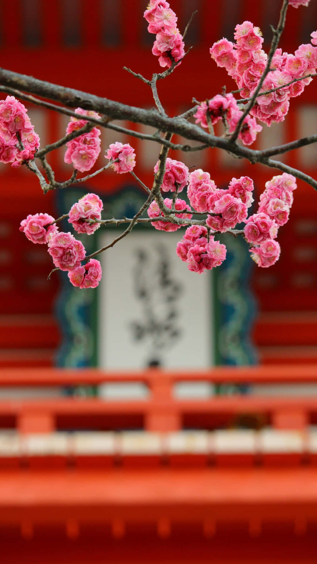  壁紙 — 鮮豔的粉紅色櫻花在模糊的傳統紅色日本神社前的深色樹枝上盛開。