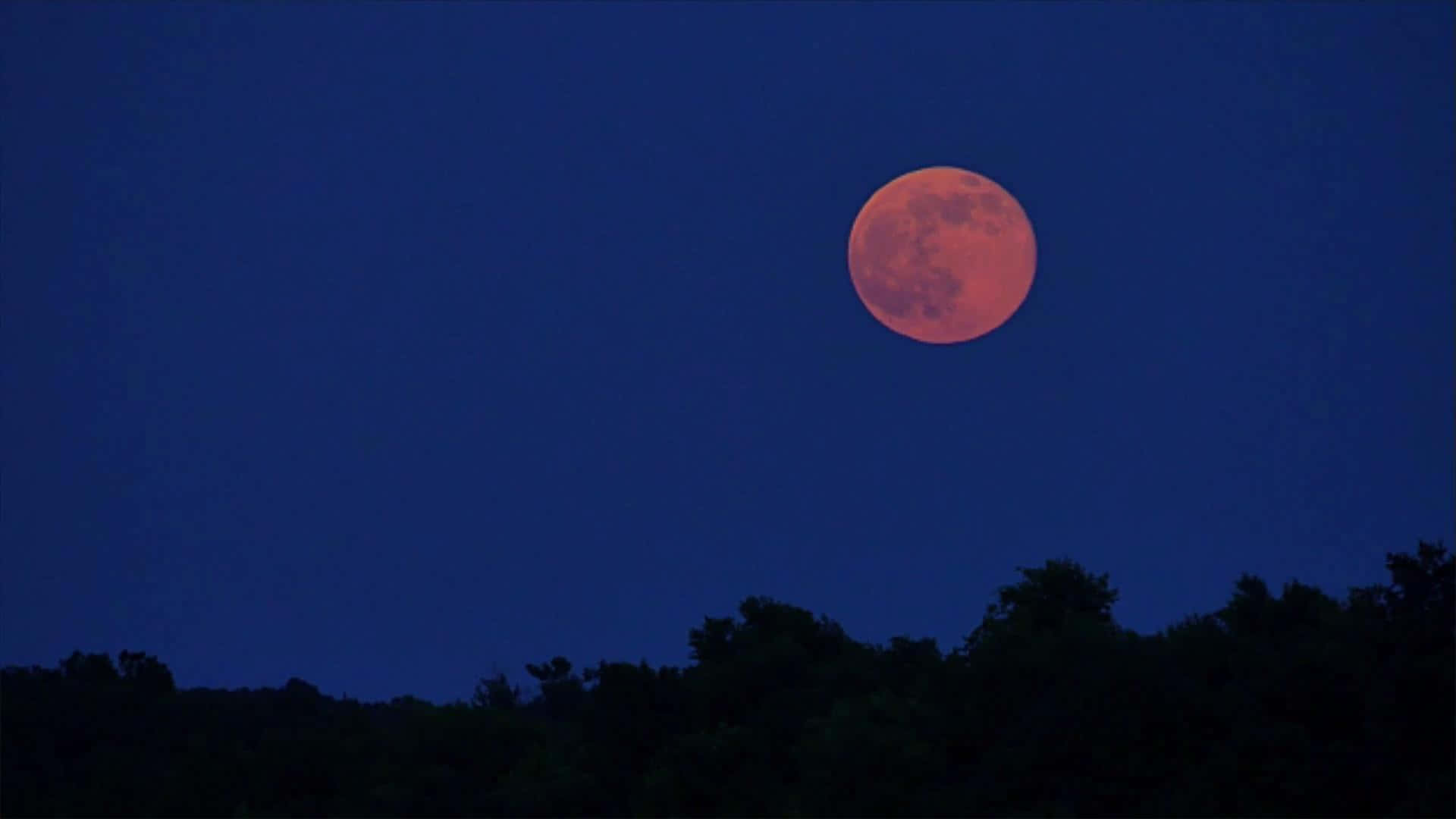 Strawberry Moon 桌布 壁紙 — 一輪鮮豔的紅橙色滿月高掛在深靛藍色的夜空中，下方是樹梢的黑暗剪影。