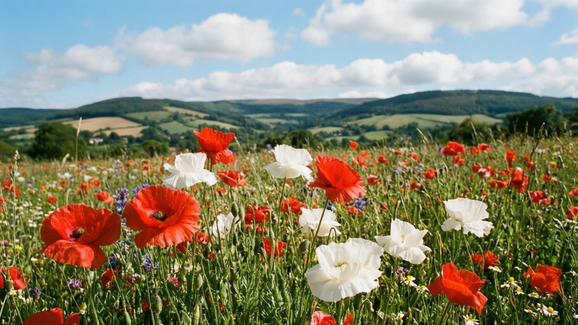 Red and White Poppy Meadow 壁紙 — 鮮豔的紅色和白色罌粟花在陽光明媚的草地上盛開，背景是連綿起伏的綠色山丘和藍天白雲。
