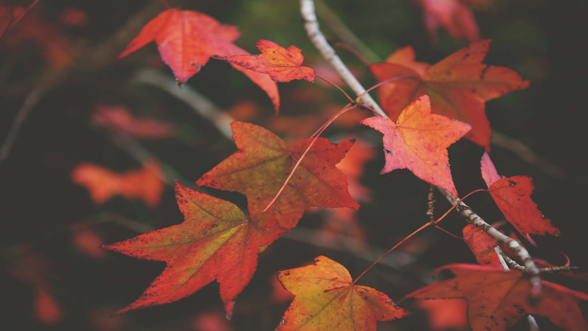  壁紙 — 鮮豔的紅色和橙色楓葉緊貼在纖細的樹枝上，背景是黑暗模糊的森林。