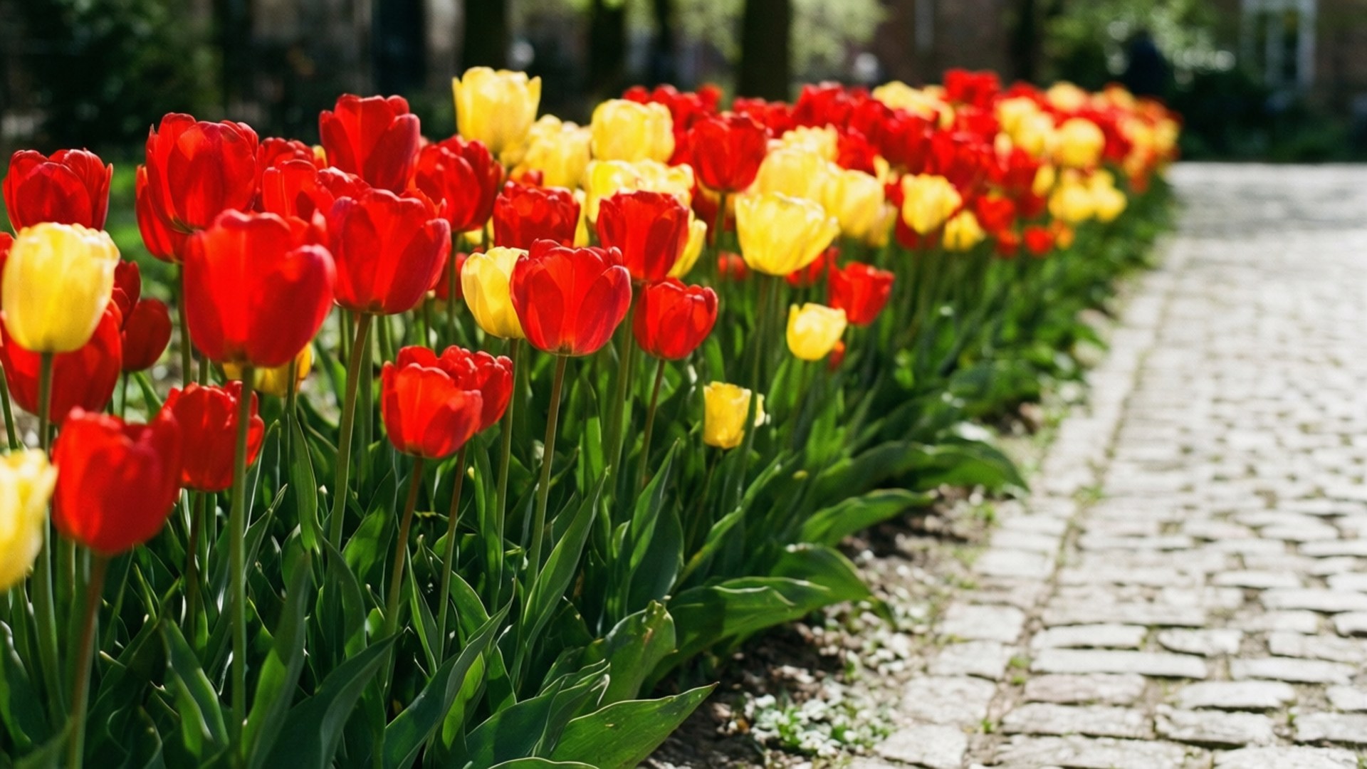 Tulip Path 壁紙 — 鮮豔的紅色和黃色鬱金香在陽光普照的鵝卵石小徑旁整齊地盛開。