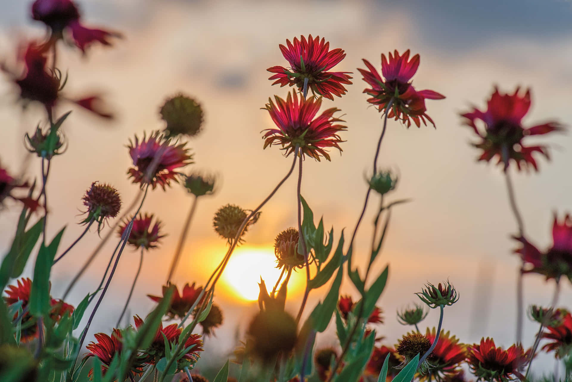  壁紙 — 鮮豔的紅色花朵在金色夕陽田野中搖曳，背景柔和模糊。