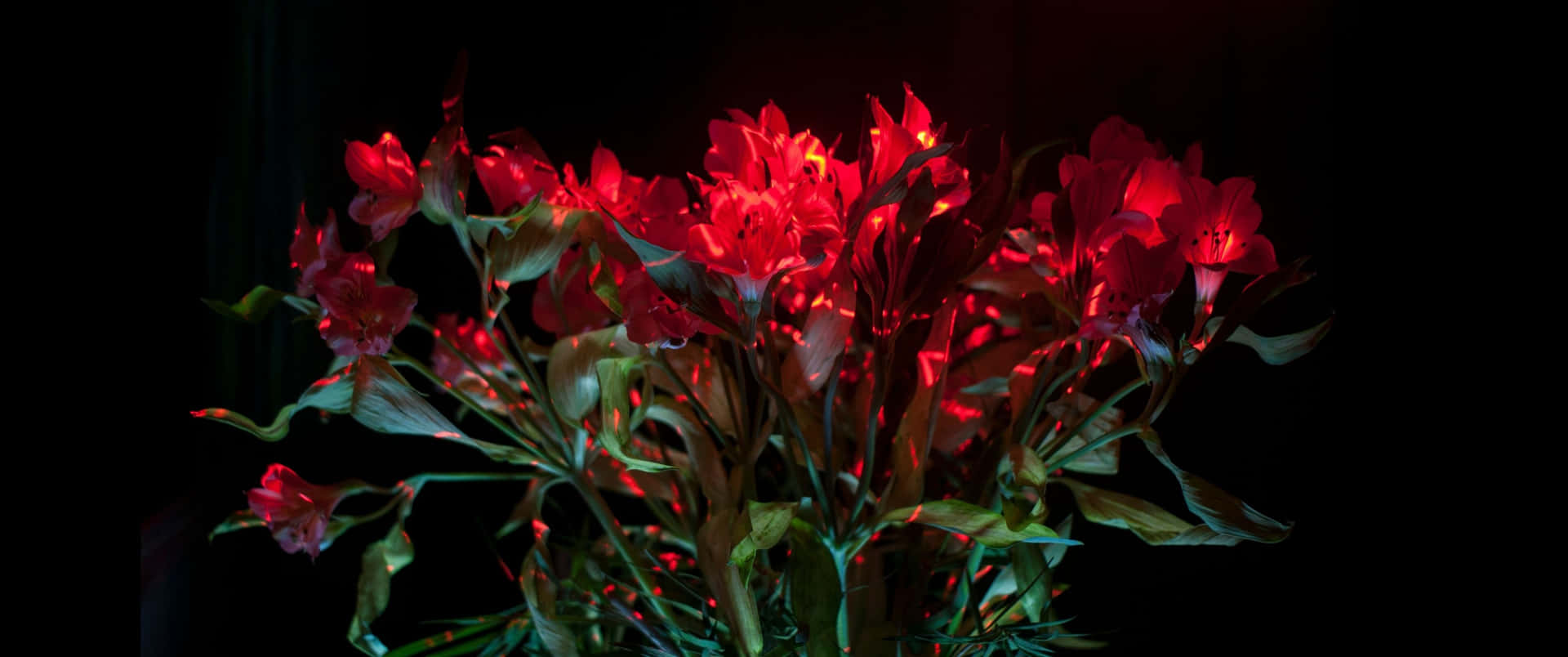 在黑暗環境中發光的紅色花朵和綠葉。 — 3440X1440 壁紙