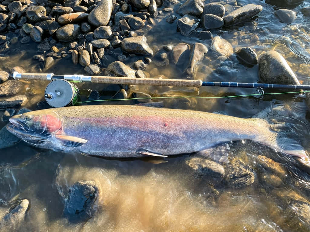  壁紙 — 一條鮮豔的虹鱒魚躺在淺河水中，旁邊是放在岩石河床上的飛釣竿和捲線器。