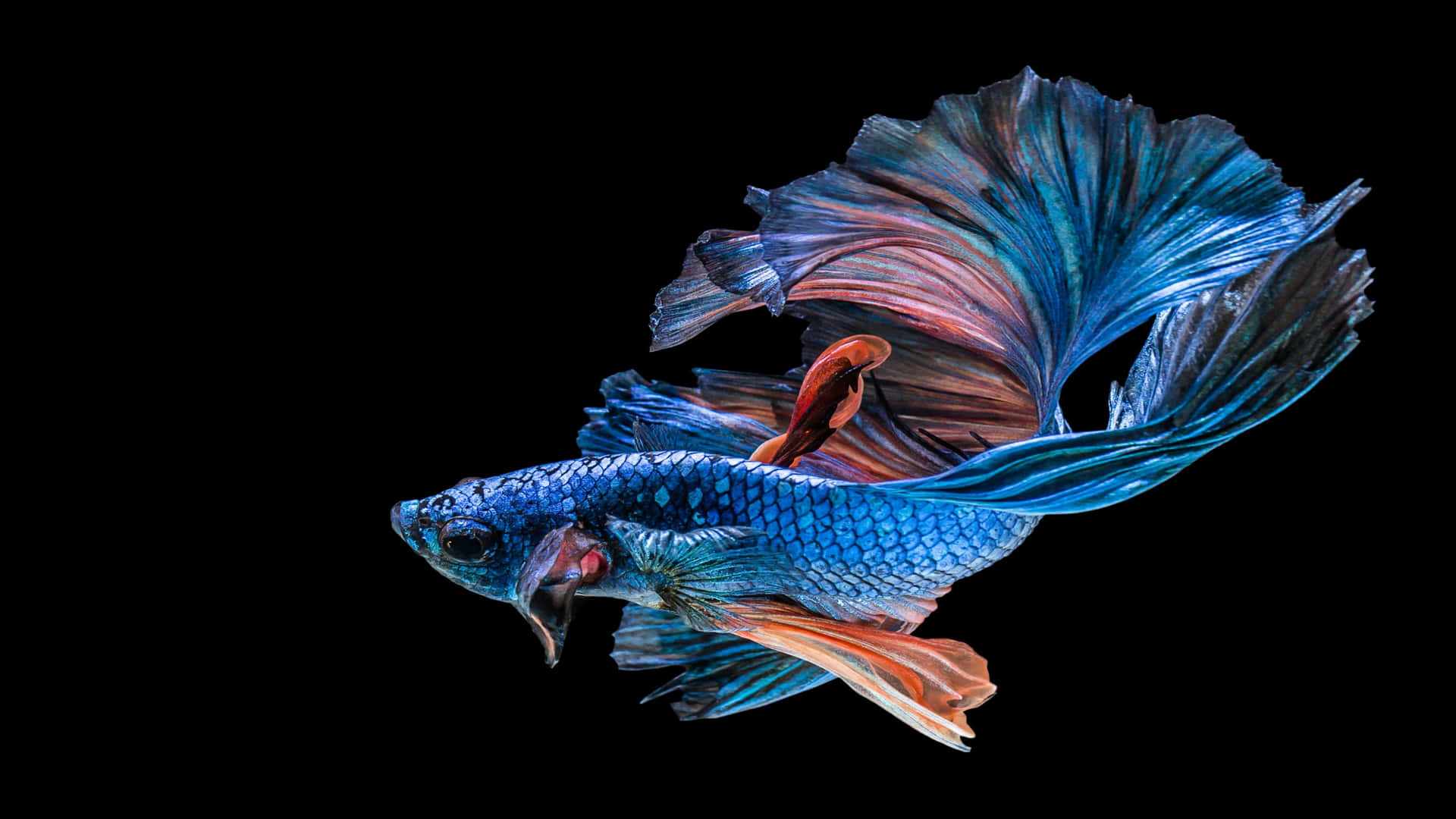 鮮豔的藍色和橙色鬥魚，流動的魚鰭，黑色背景。 — 4K 壁紙