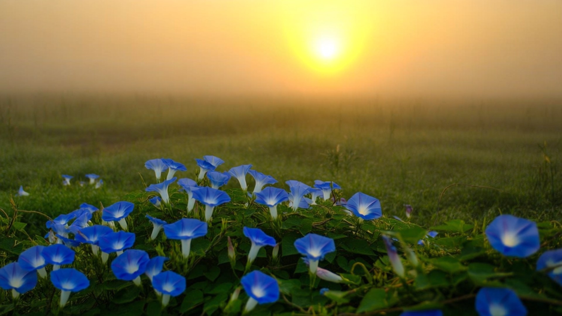 Sunrise Field Morning Glory 壁紙 — 鮮豔的藍色牽牛花在草地上盛開，遠處朦朧的金色太陽升起。