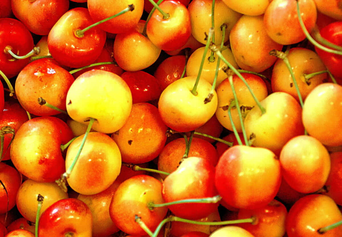 Red Cherries 桌布 壁紙 — 鮮豔的特寫鏡頭，飽滿的櫻桃帶有光澤的紅色和黃色色調以及綠色莖。