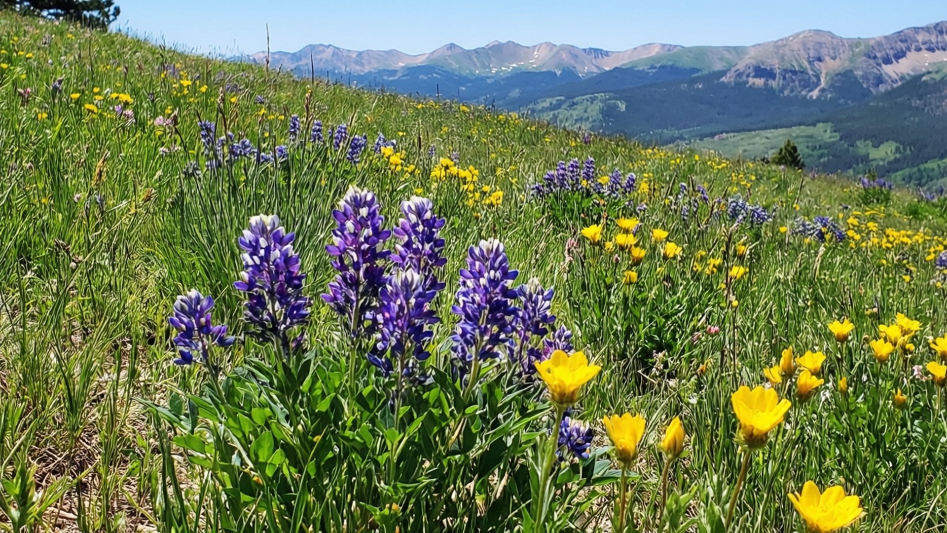 Crested Butte Wildflowers 壁紙 — 鮮豔的紫色羽扇豆和黃色野花在陽光明媚的草地上盛開，遠處山巒起伏，天空湛藍。