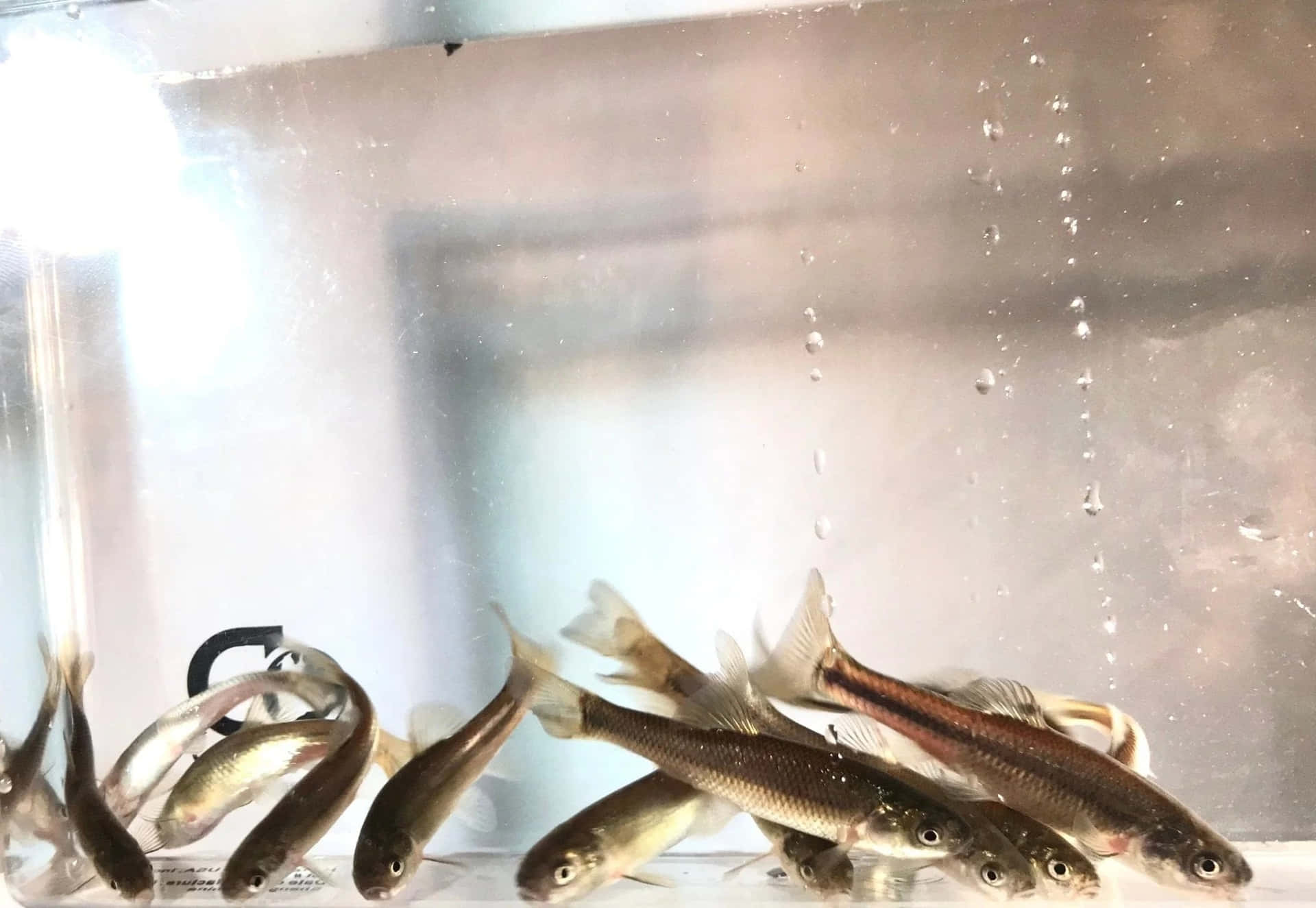  壁紙 — 小銀魚在清澈的水族箱中游動，水滴沿著玻璃壁落下。