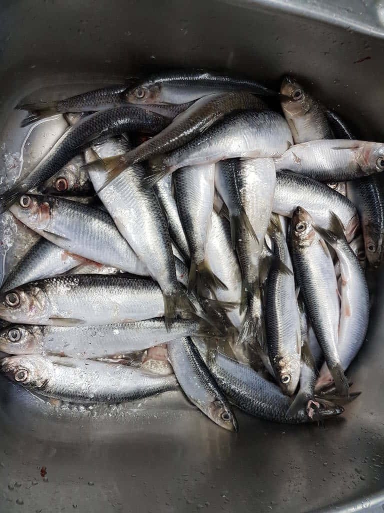  壁紙 — 新鮮銀色魚堆疊在不鏽鋼水槽中，魚鱗上閃爍著水珠。
