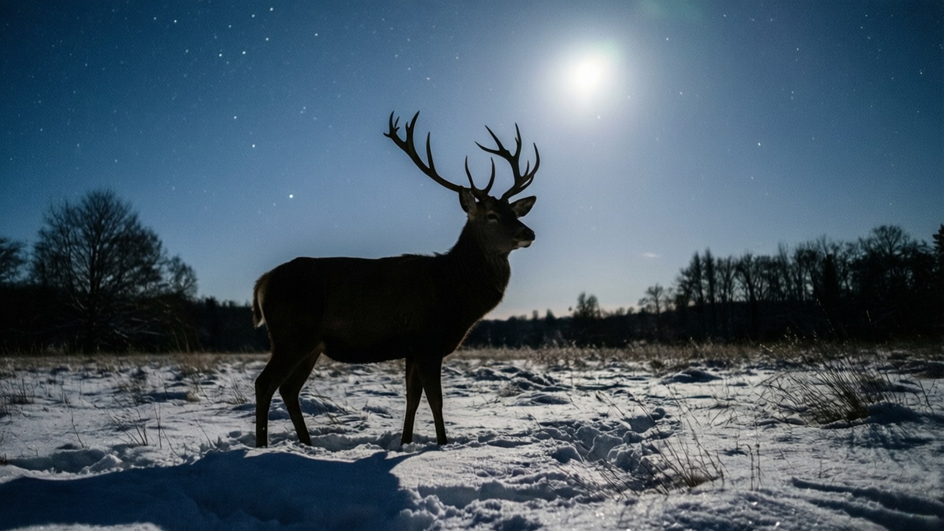 Deer Under Stars 壁紙 — 一隻雄偉的鹿在明亮的月亮和星空下，以剪影姿態站立在雪地中。