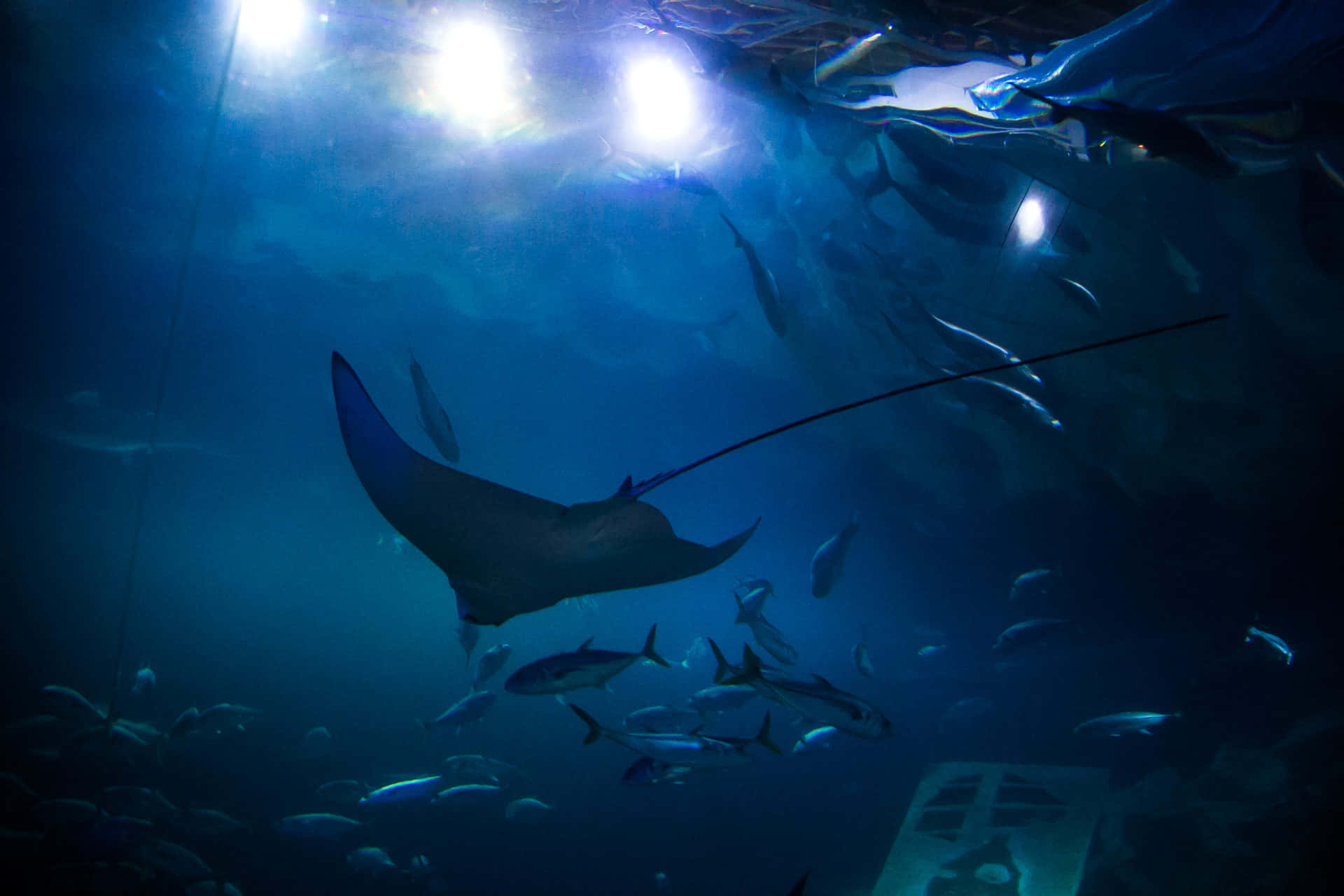  壁紙 — 一條雄偉的魔鬼魚在明亮頂燈照射下的深藍色水族箱水中優雅地滑行。