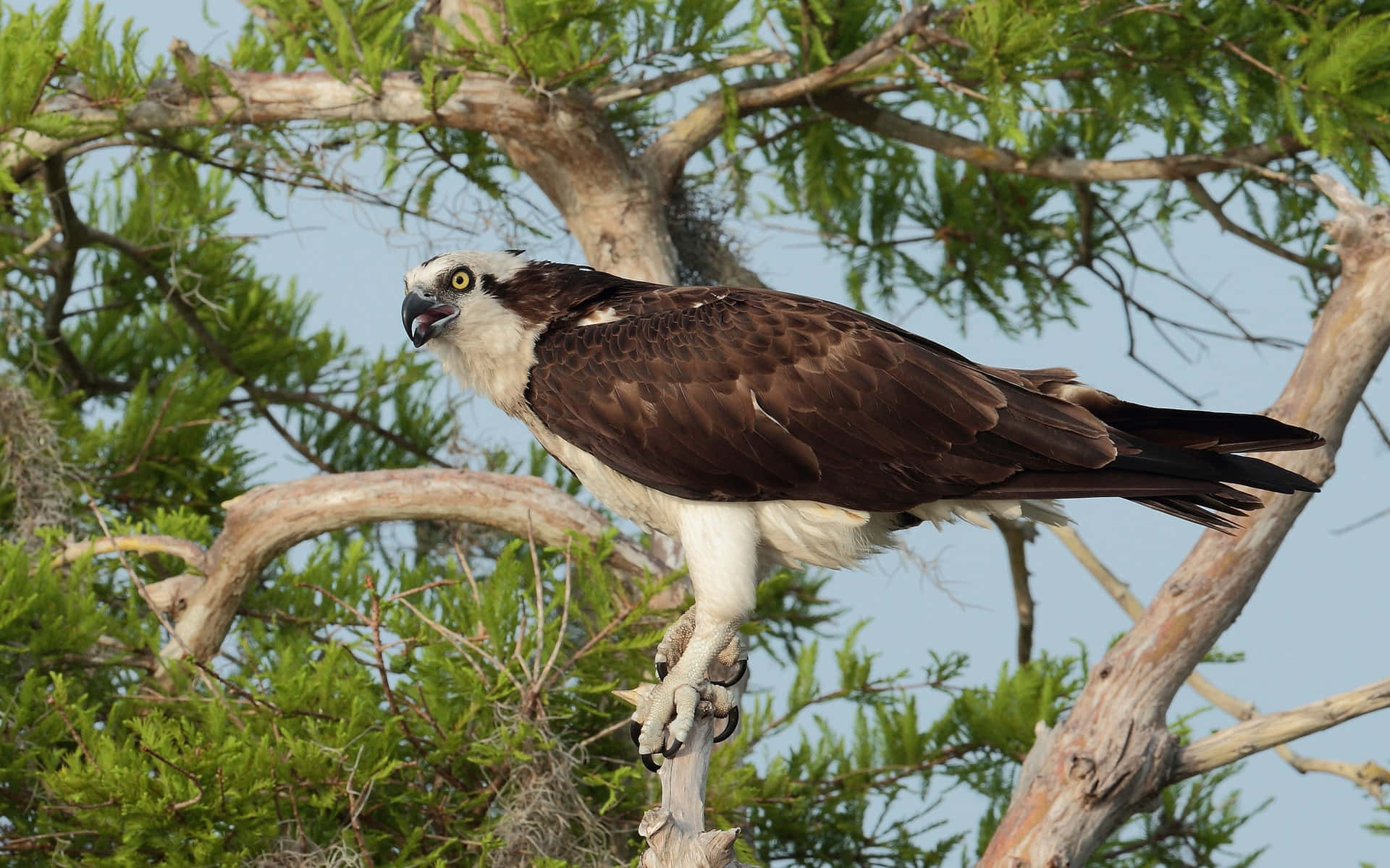 Osprey 桌布 壁紙 — 一隻雄偉的魚鷹警覺地棲息在茂密綠葉中一棵多節的樹枝上，背景是清澈的藍天。