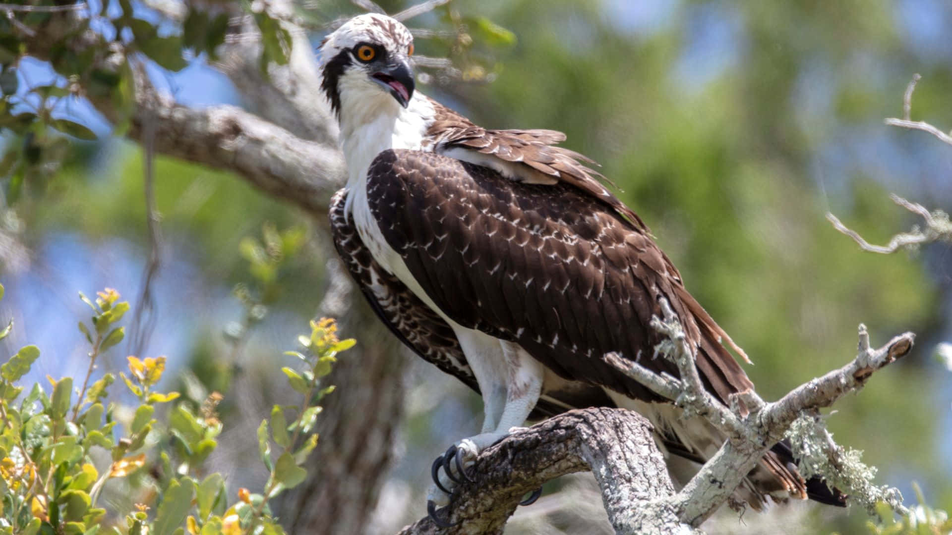 Osprey 桌布 壁紙 — 一隻雄偉的魚鷹警覺地棲息在陽光照耀的樹枝上，周圍是茂密的綠色樹葉。