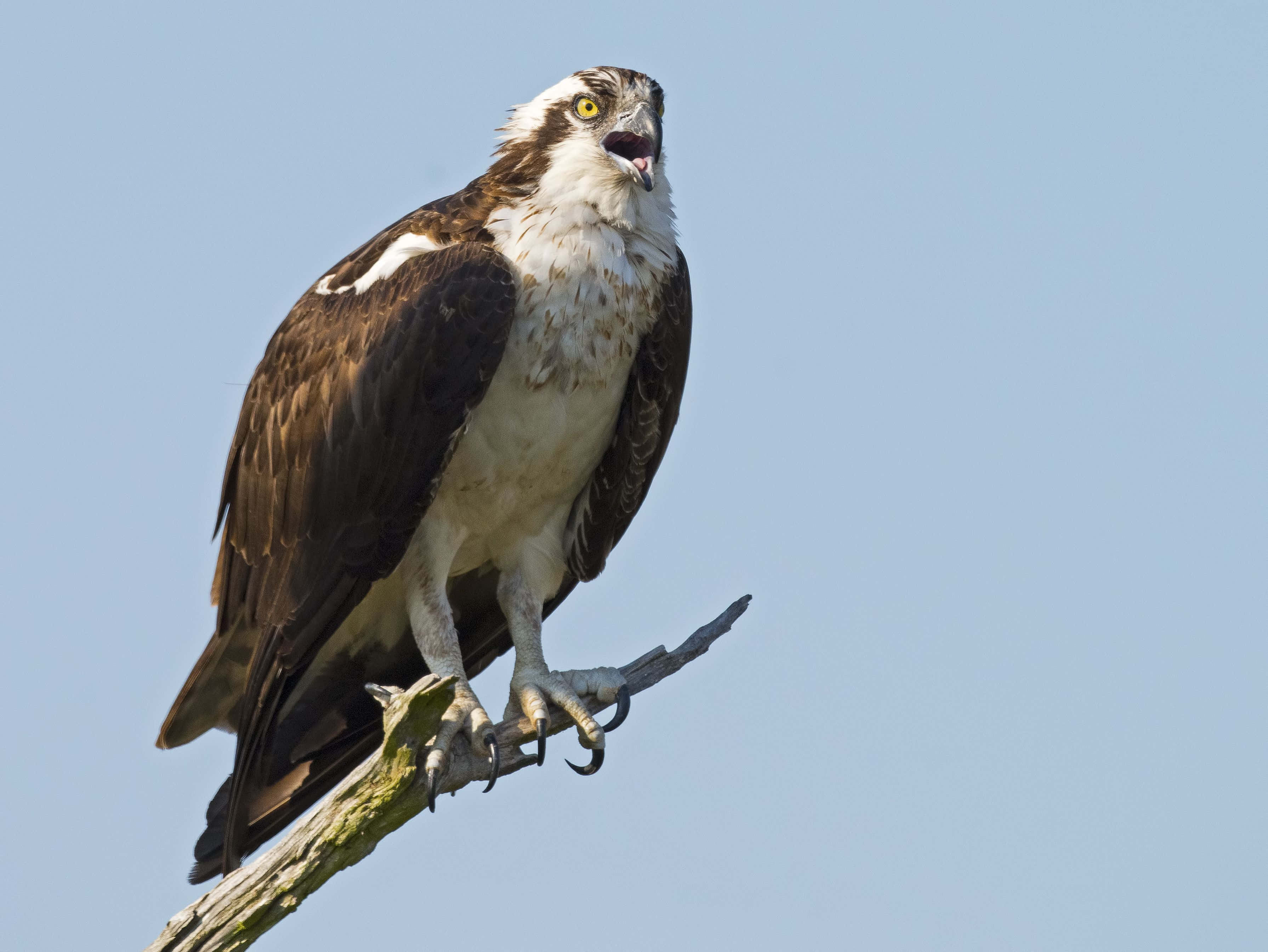 Osprey 桌布 壁紙 — 一隻雄偉的魚鷹警覺地棲息在歷經風霜的樹枝上，背景是清澈的藍天，牠那銳利的黃色眼睛直視前方。