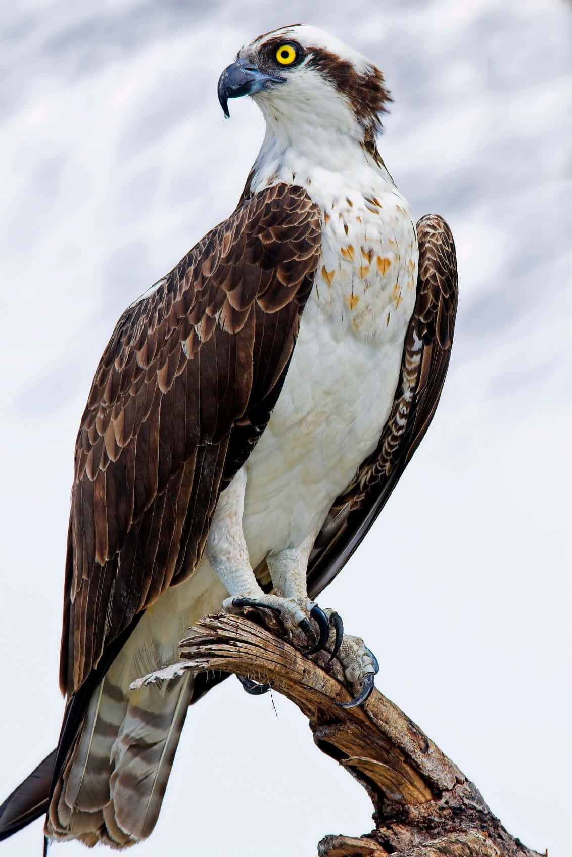 Osprey 桌布 壁紙 — 一隻雄偉的魚鷹，有著銳利的黃色眼睛，警覺地棲息在一根風化的樹枝上，背景是柔和的陰天。