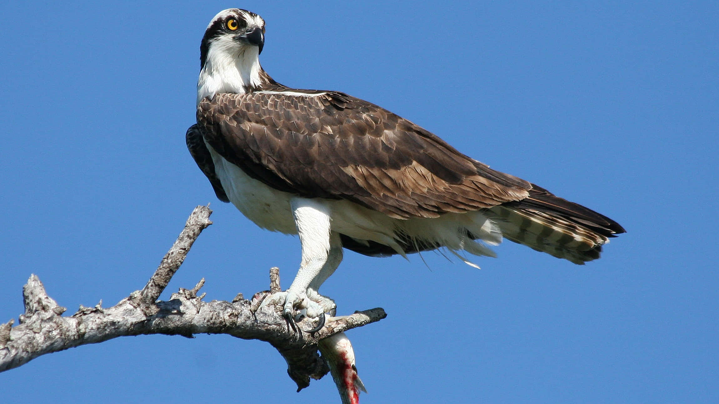 Osprey 桌布 壁紙 — 一隻雄偉的魚鷹棲息在光禿禿的樹枝上，背景是清澈的藍天，爪子抓著一條魚。